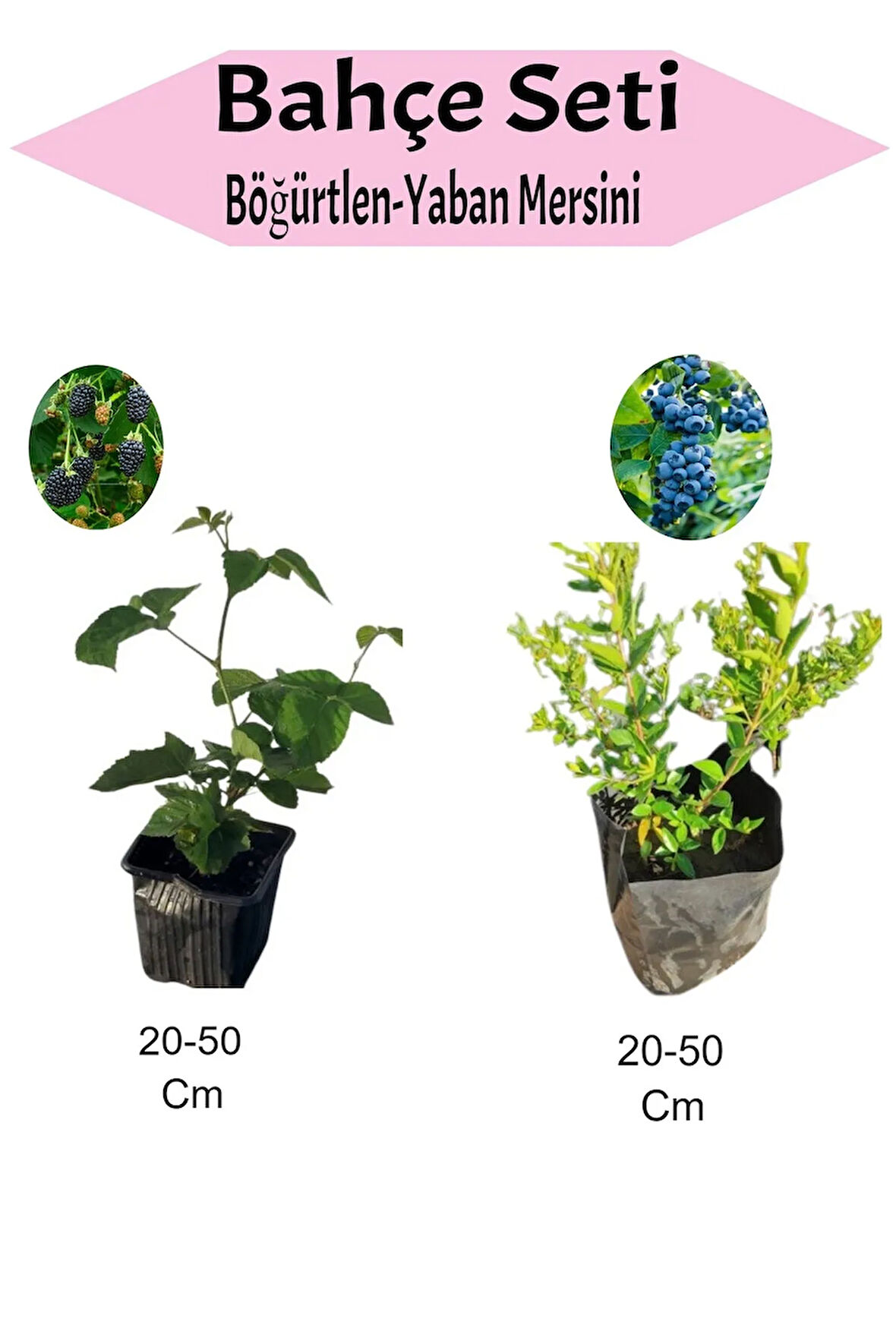 2'Li Meyve Seti Böğürtlen+ Yaban Mersini Fidanı