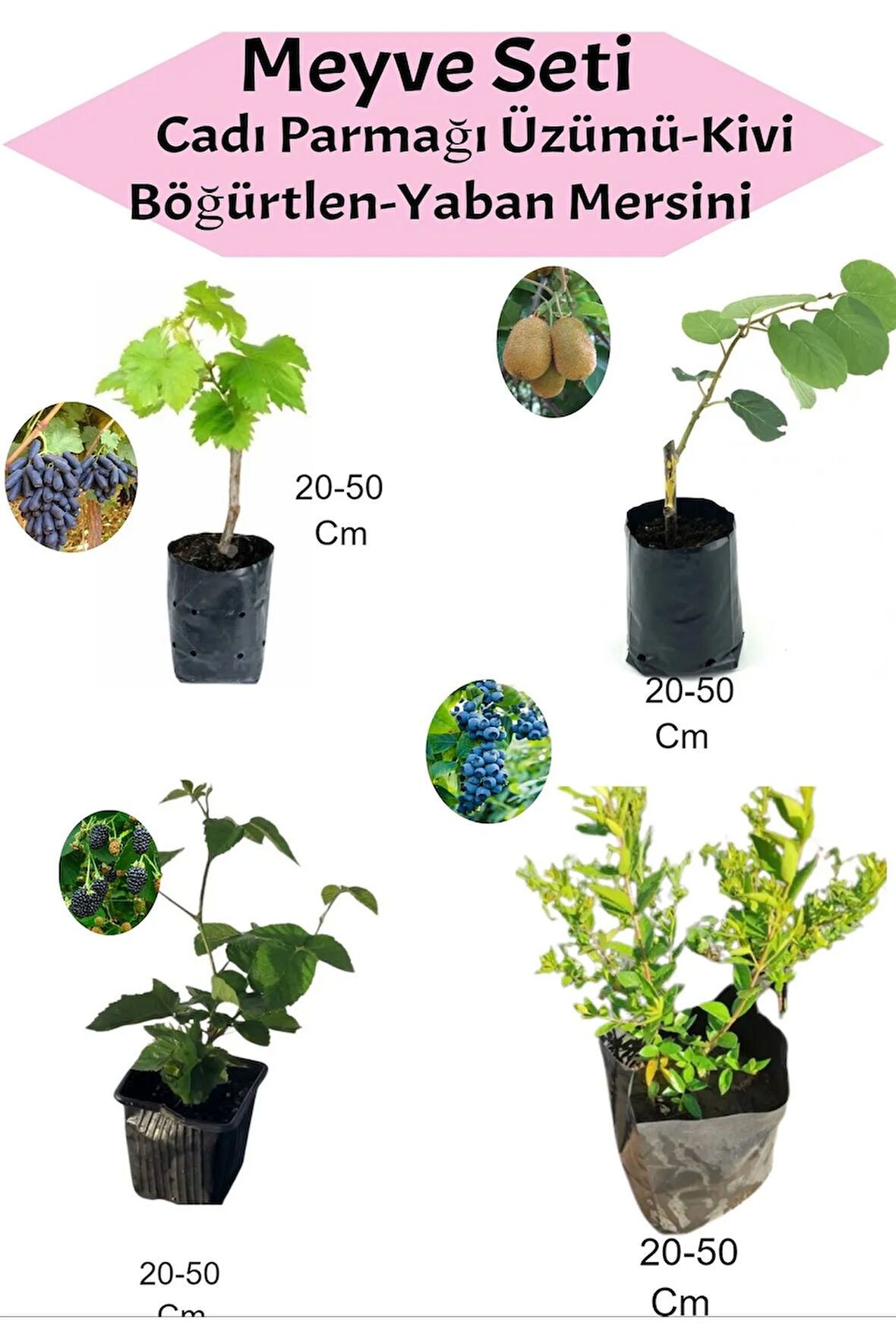 4'Lü Set Cadı Parmağı Üzümü+Kivi+Böğürtlen+Yaban Mersini Fidanı