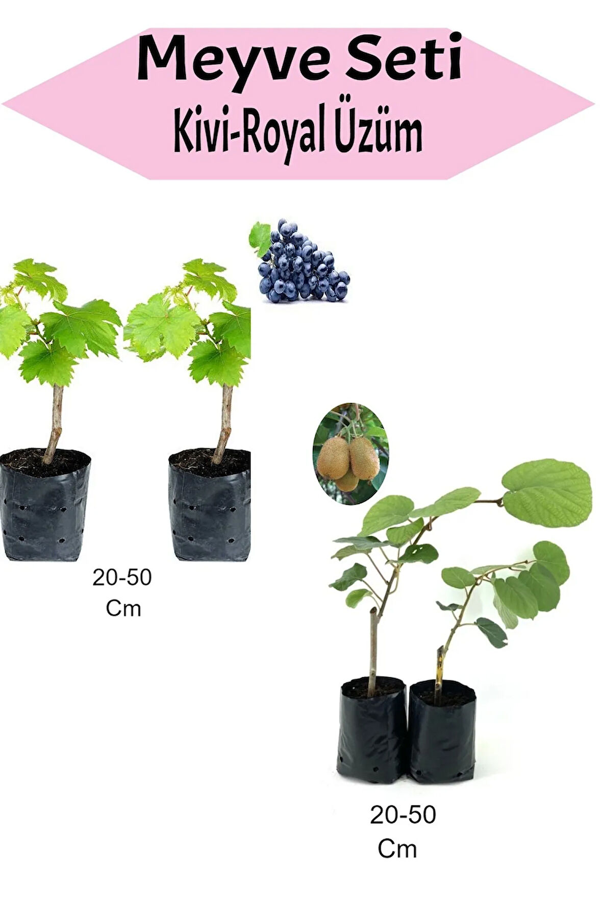 4'Lü Set 2 Adet Royal Üzüm Fidanı+2 Adet Kivi Fidanı