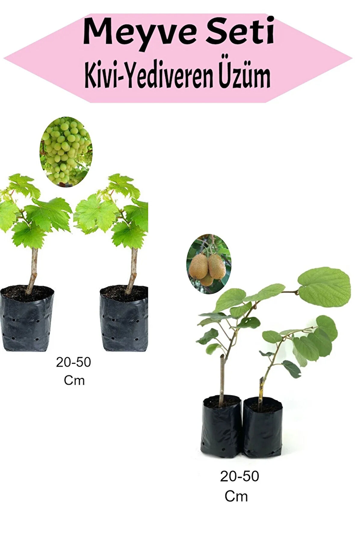 Meyve Seti 2 Adet Kivi+2 Adet Yediveren Üzüm Fidanı