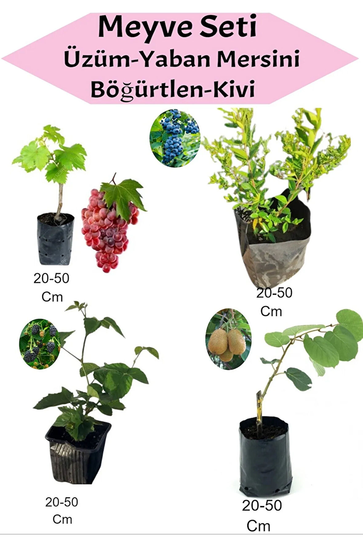 Meyve Seti 4'Lü Set Kırmızı Üzüm-Yaban Mersini-Böğürtlen-Kivi