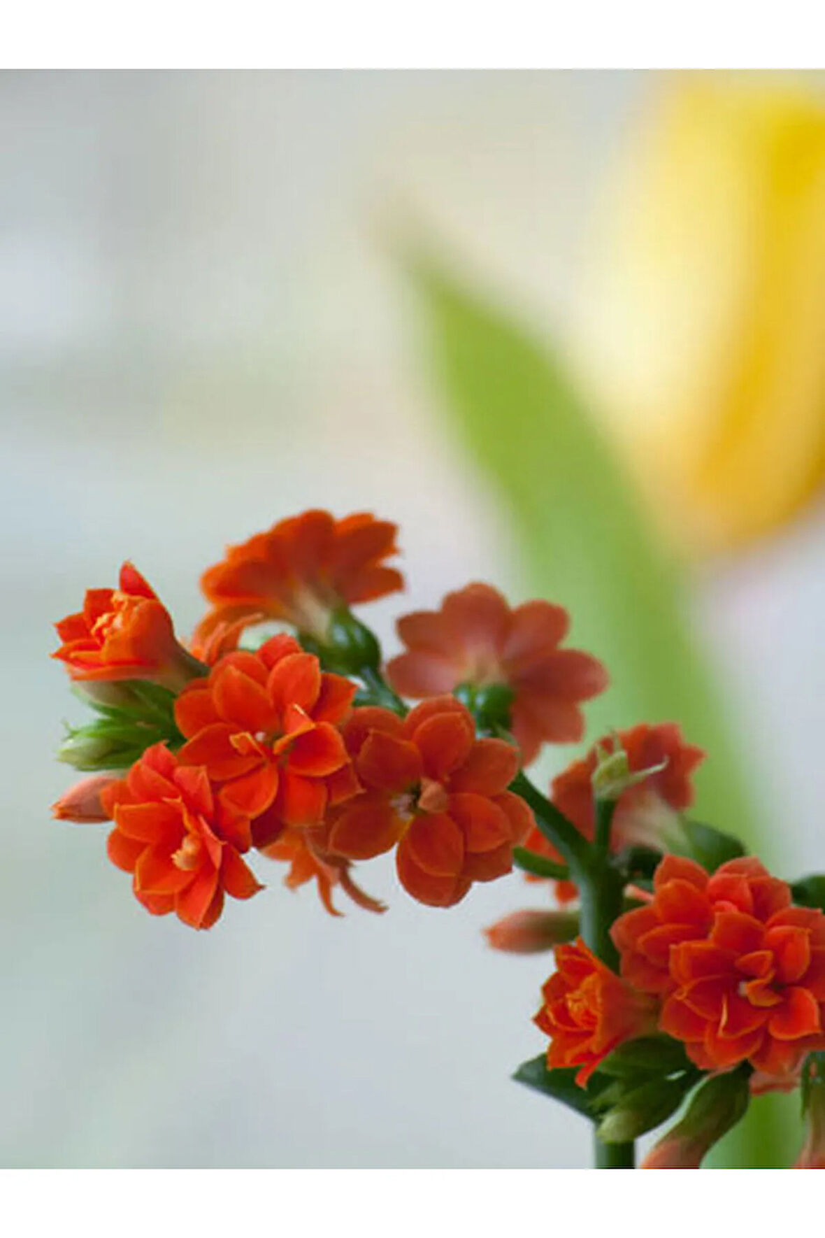 Videolu Kırmızı Kalanchoe Çiçeği Kalanşo 1 Adet Saksılı 15-25cm Iç Mekan Ev Ofis Bitkisi