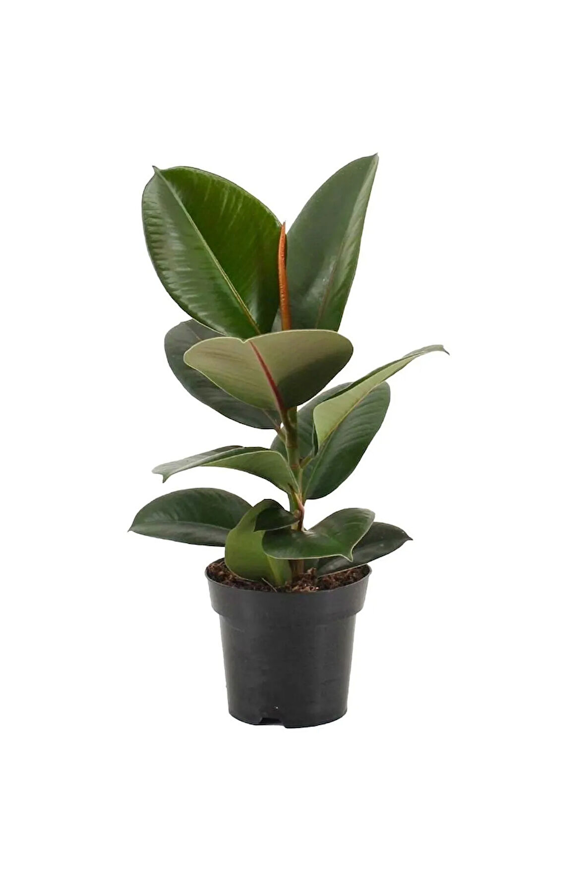 Videolu Kauçuk Bitkisi Tek Dal 1 Adet Saksılı 40-60cm Iç Mekan Salon Bitkisi (FİCUS ELASTİCA)