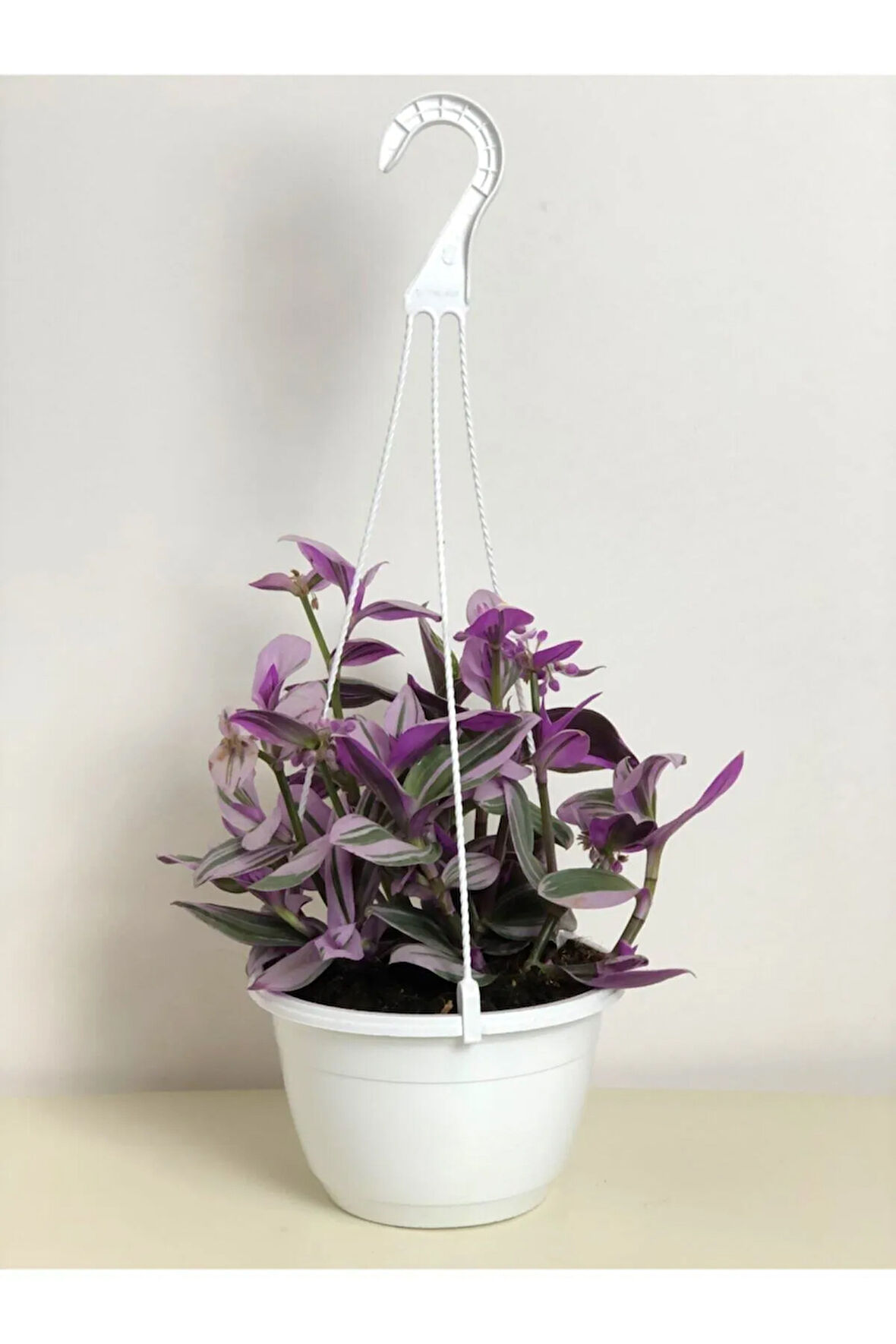 Tradescantia Nanouk (pembe Telgraf Çiçeği)