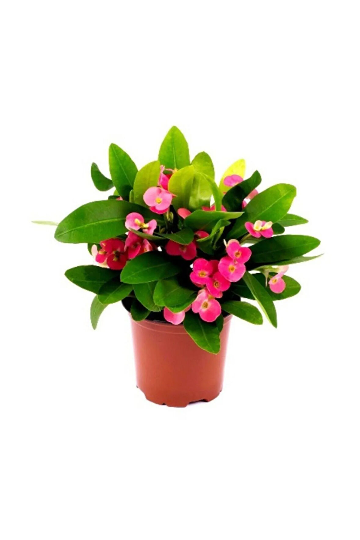 Dikenler Tacı Euphorbia Millii Saksı Çapı 12 Cm Dikenler Tacı