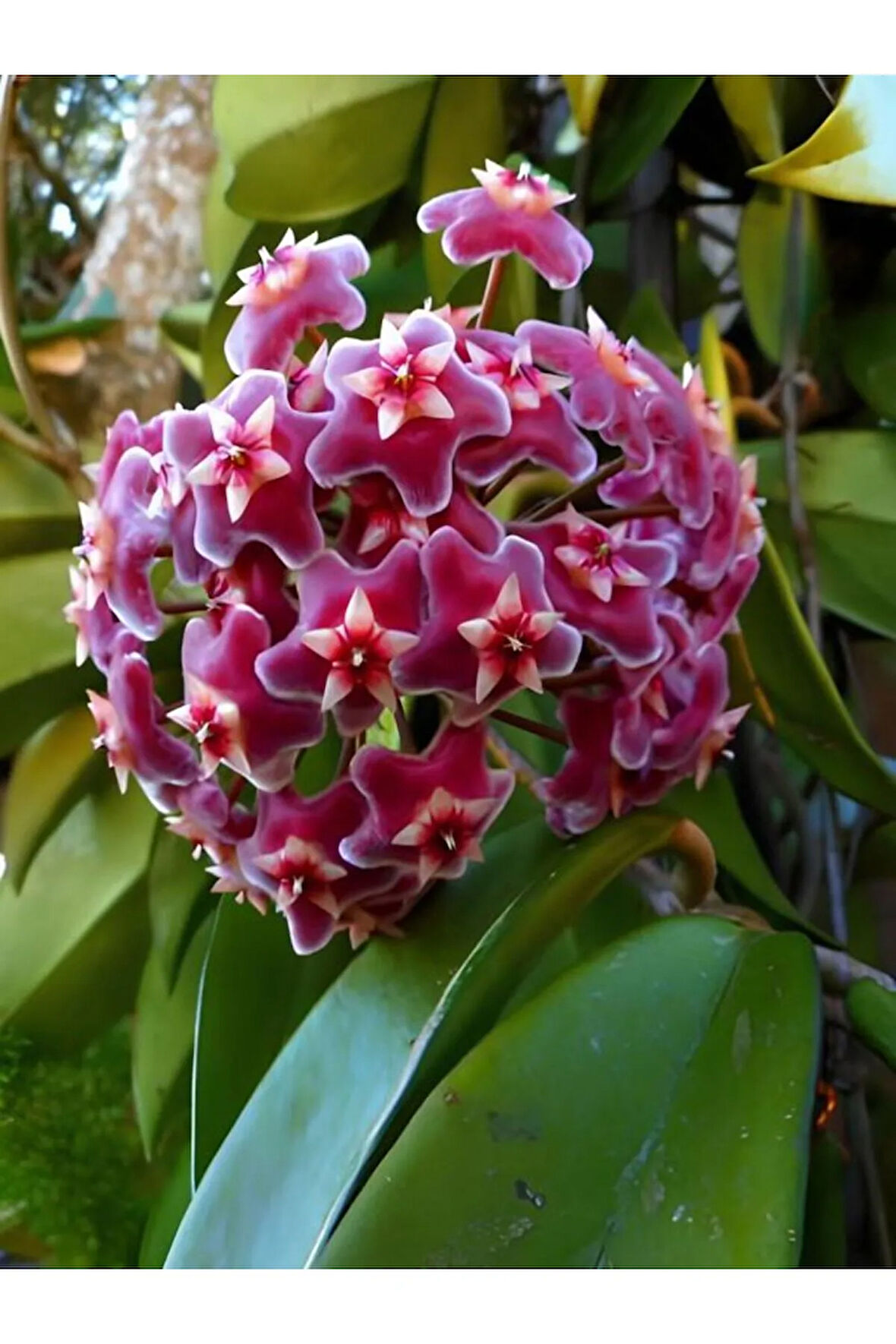 Videolu Kokulu Pembe Mum Çiçeği Sarmaşık 1 Adet Saksılı 10-20cm Iç-dış Mekan Bitkisi (HOYA CARNOSA)