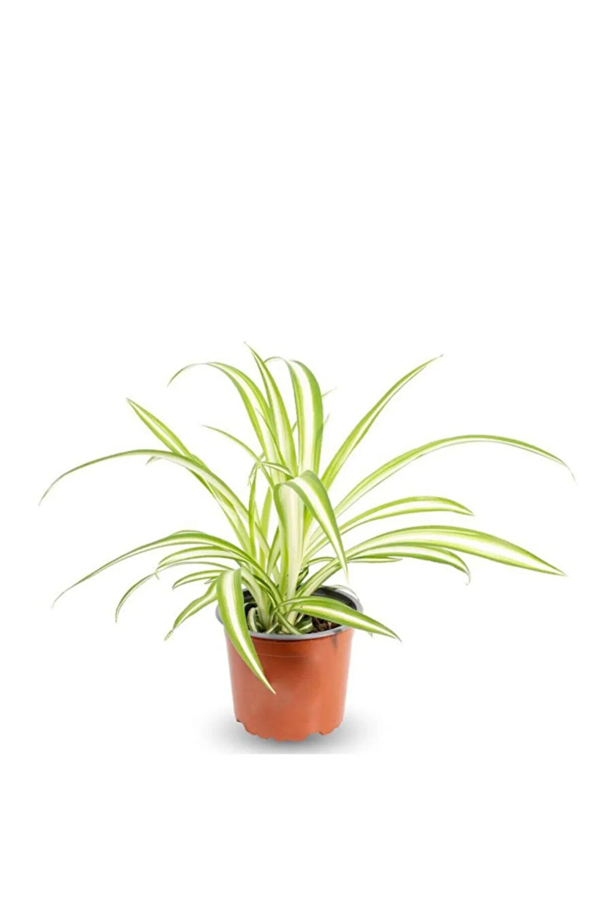Kurdele Çiçeği Chlorophytum Comosum
