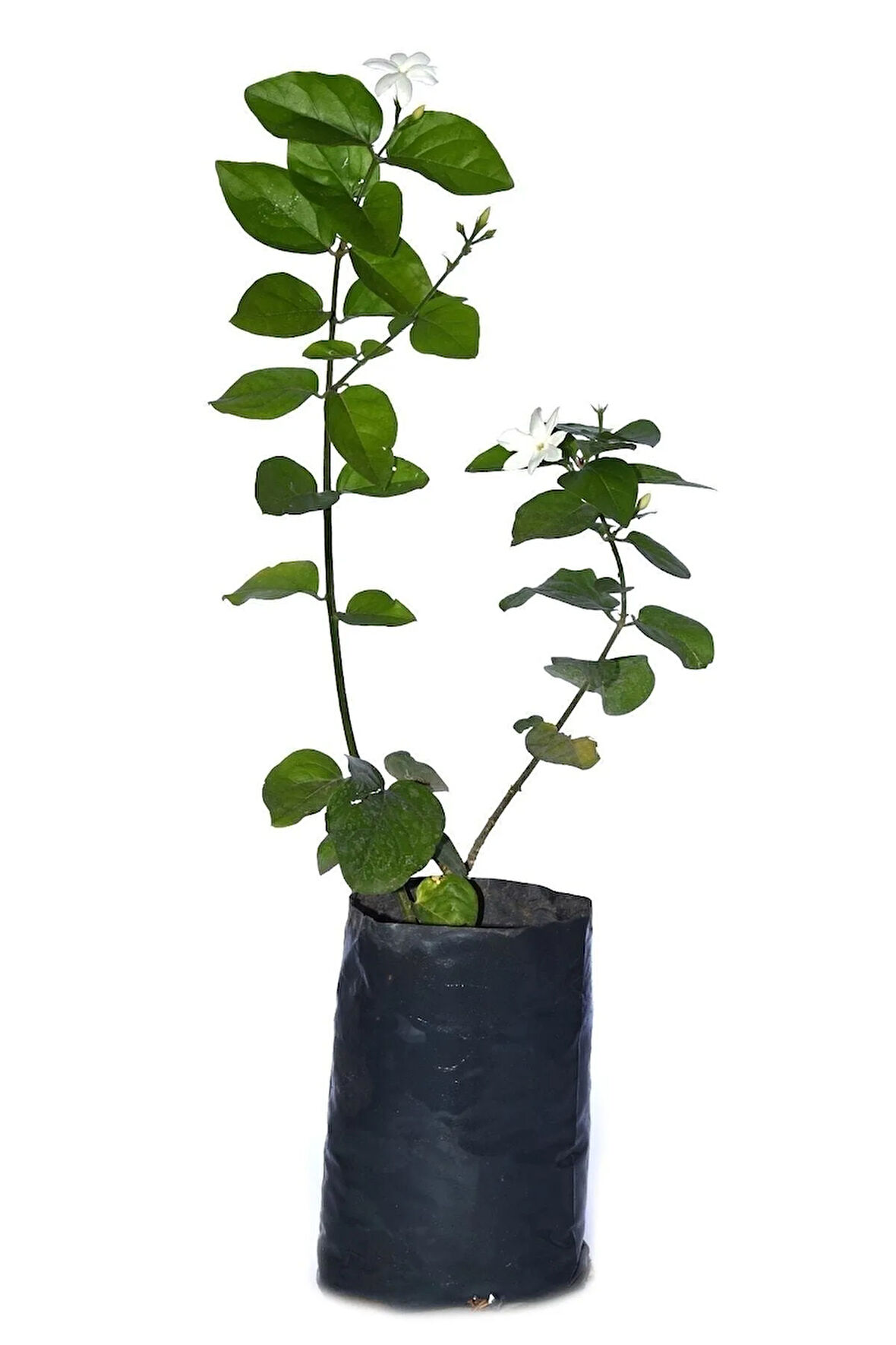 Tüplü, Kokulu Ful Yasemin Fidanı Çiçeği 60-80cm