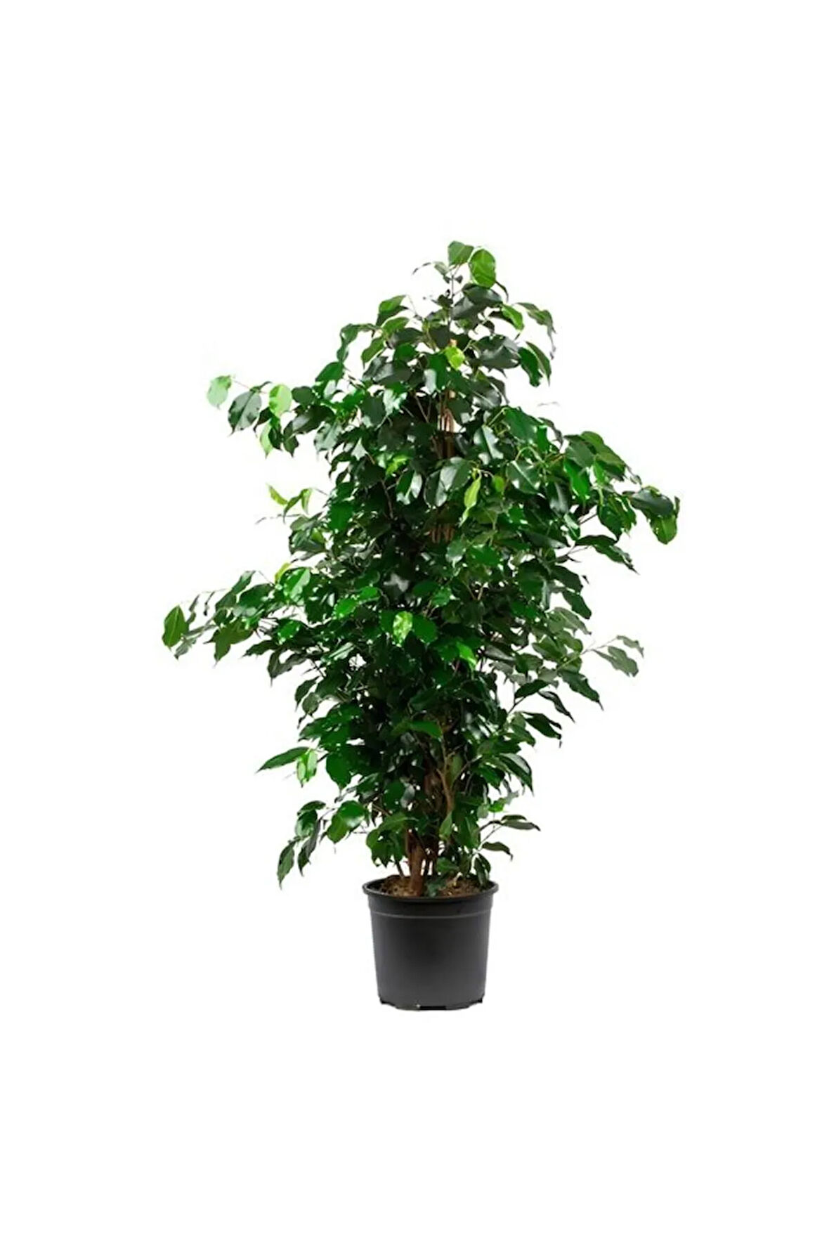Videolu Yeşil Benjamin Ağacı Fidanı 1 Adet Saksılı/tüplü 40-60cm Iç Mekan Ofis Bitkisi(BENJAMİNA)