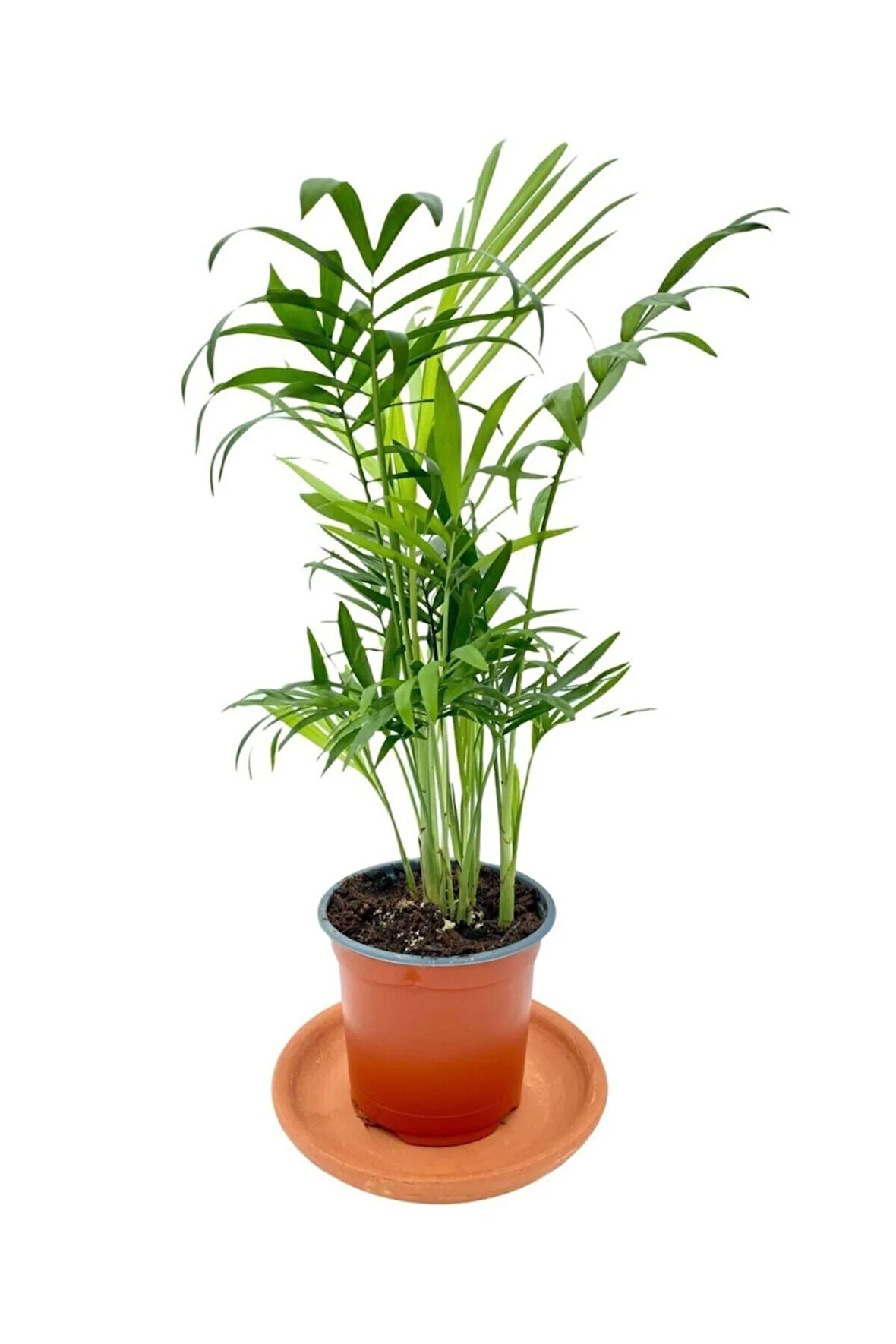Chamaedorea Elegans Dağ Palmiyesi