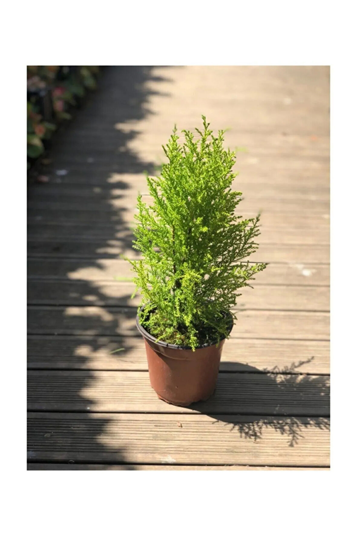 Limon Çamı (limon Servi) 40-60 Cm
