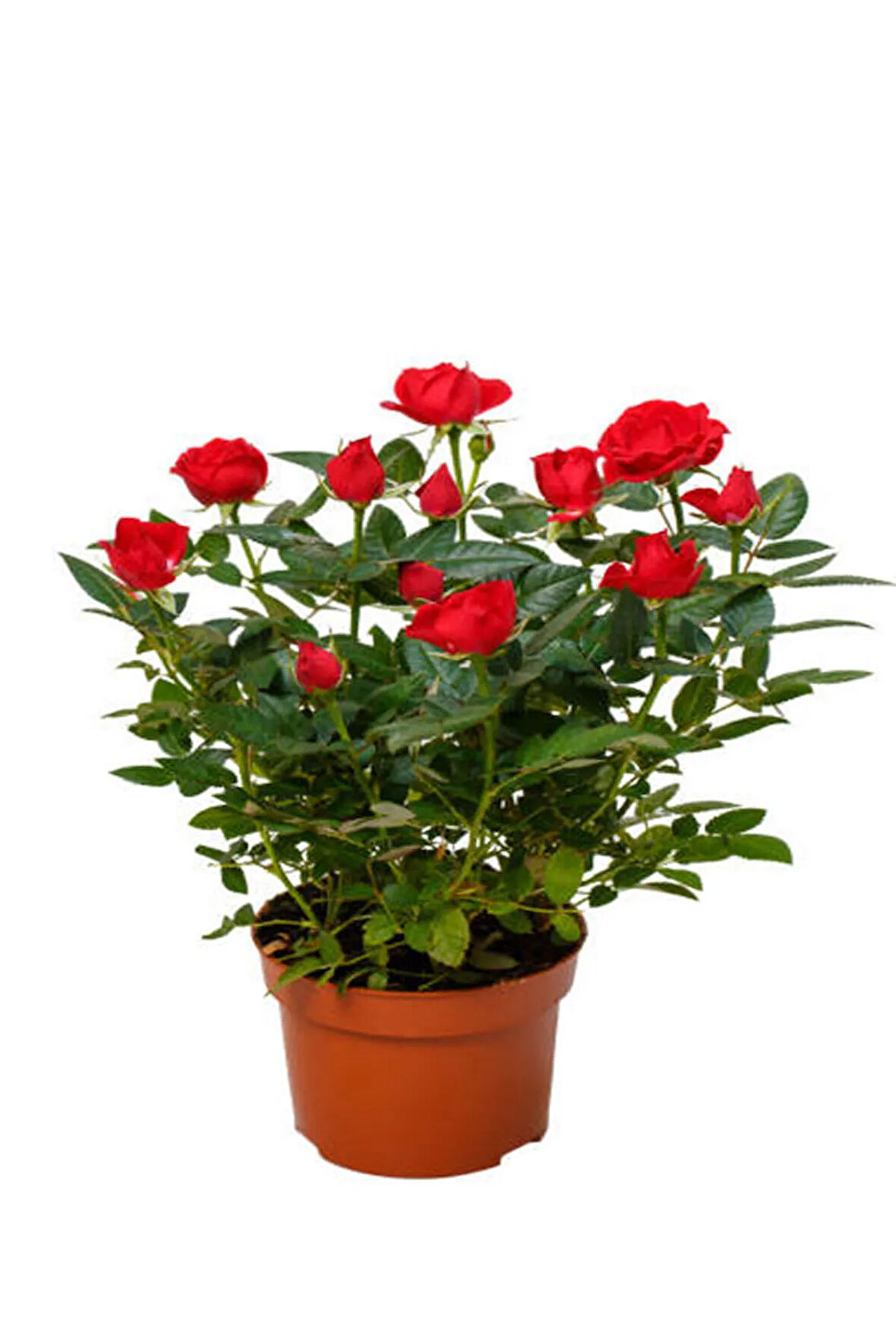 Videolu Yediveren Kırmızı Minyatür Gül Fidanı 1 Adet Saksılı/ Tüplü Iç-dış Mekan Bitkisi (RED ROSE)