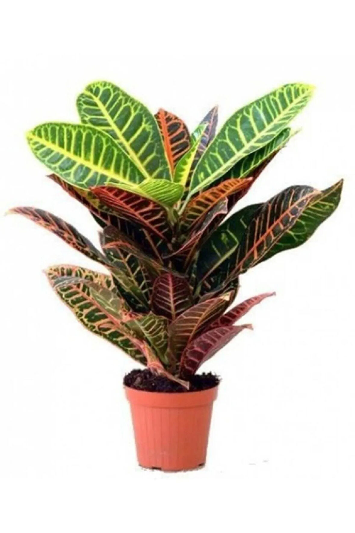 Ithal Croton Petra Kroton 17 Cm Saksıda 60 Cm Ev Bitkisi Ofis Bitki
