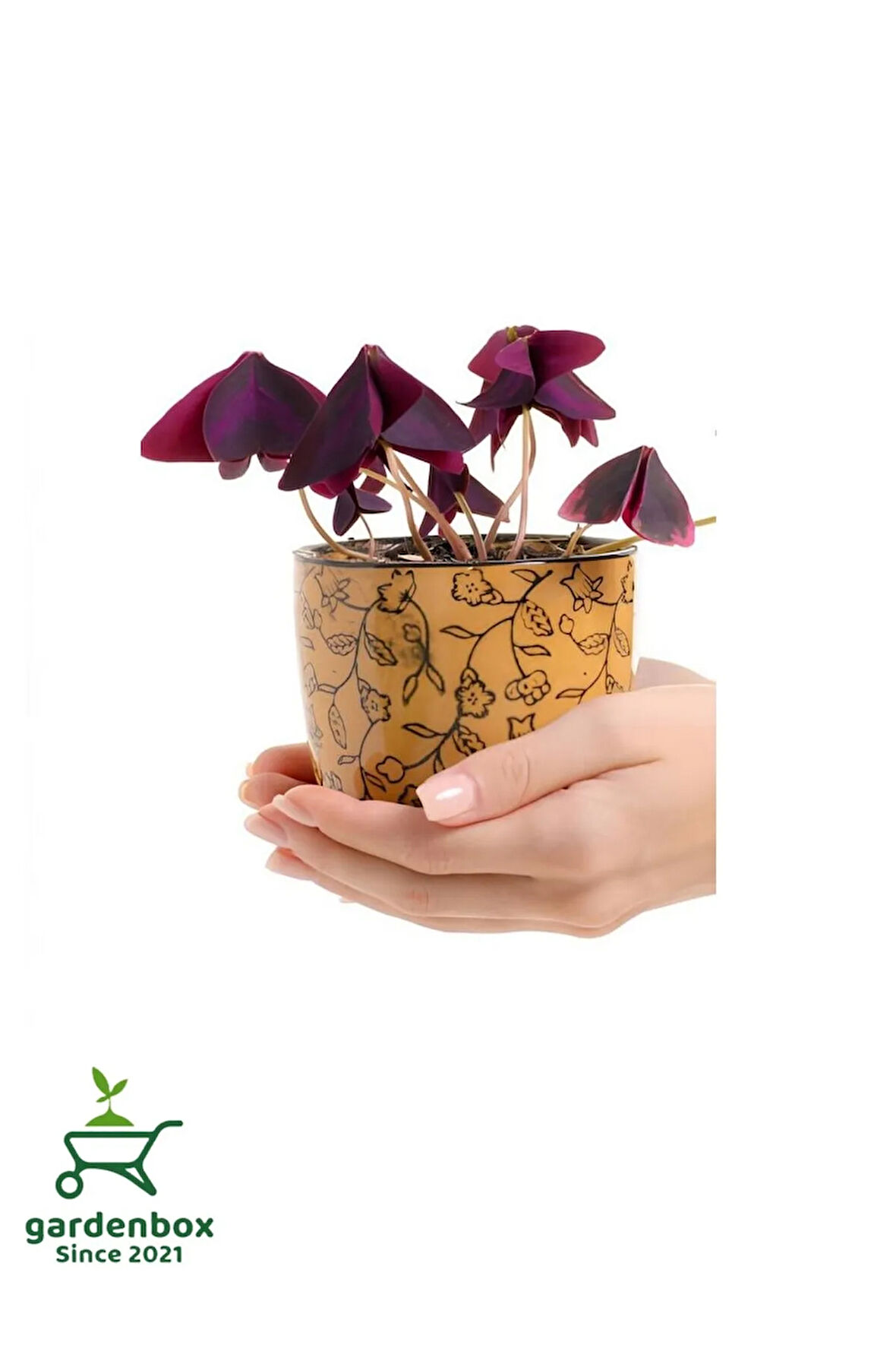 Formlu Mor Süs Yoncası Çiçeği 20-30Cm 1 ADET Canlı Çiçel Oxalis triangularis