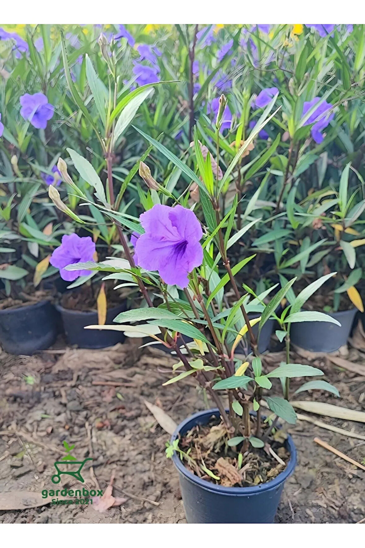 Mor Renk Meksika Petunyası Ruellia 1 ADET Saksıda 30-60Cm