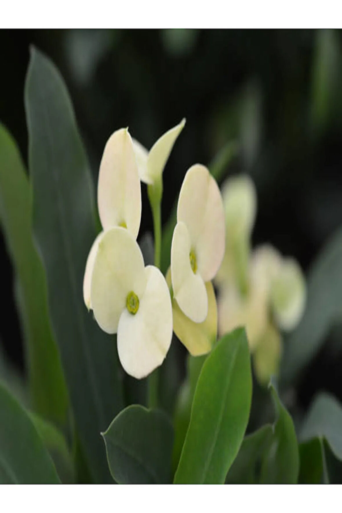 Euphorbia Milii White Dikenler Tacı Beyaz Ev Ofis Salon Iç Mekan Bitkisi - 25 Cm