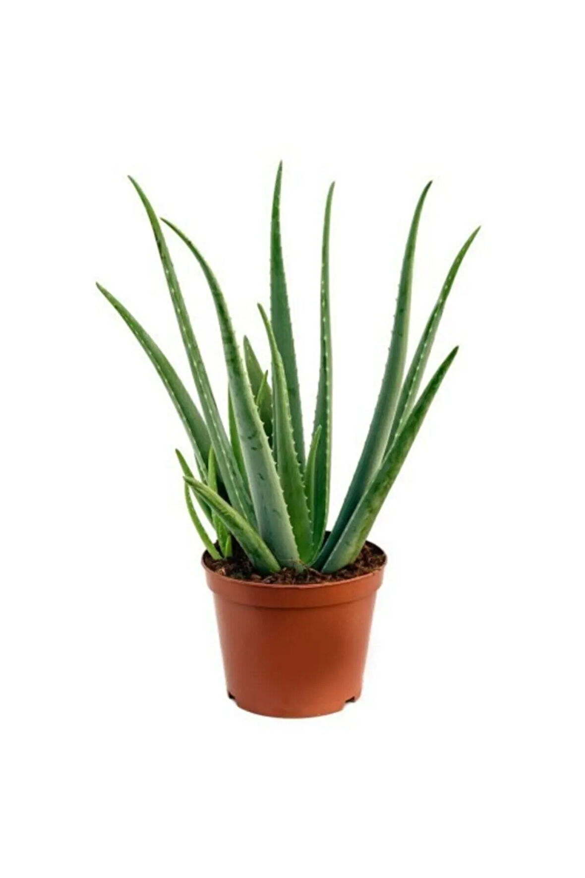 Aloe Vera Bitkisi Tıbbi Sarısabır Cilt Için Uygun Jel Aleovera 30 - 40 Cm
