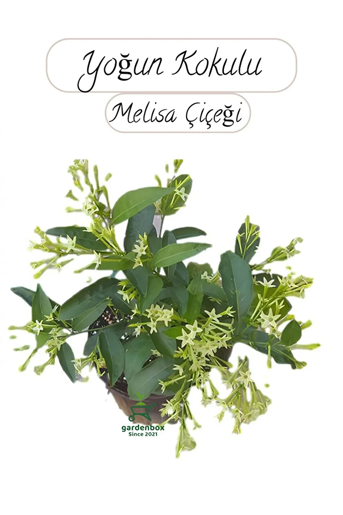 Saksıda Melisa Çiçeği 30-40Cm Gece Sefası Çiçeği