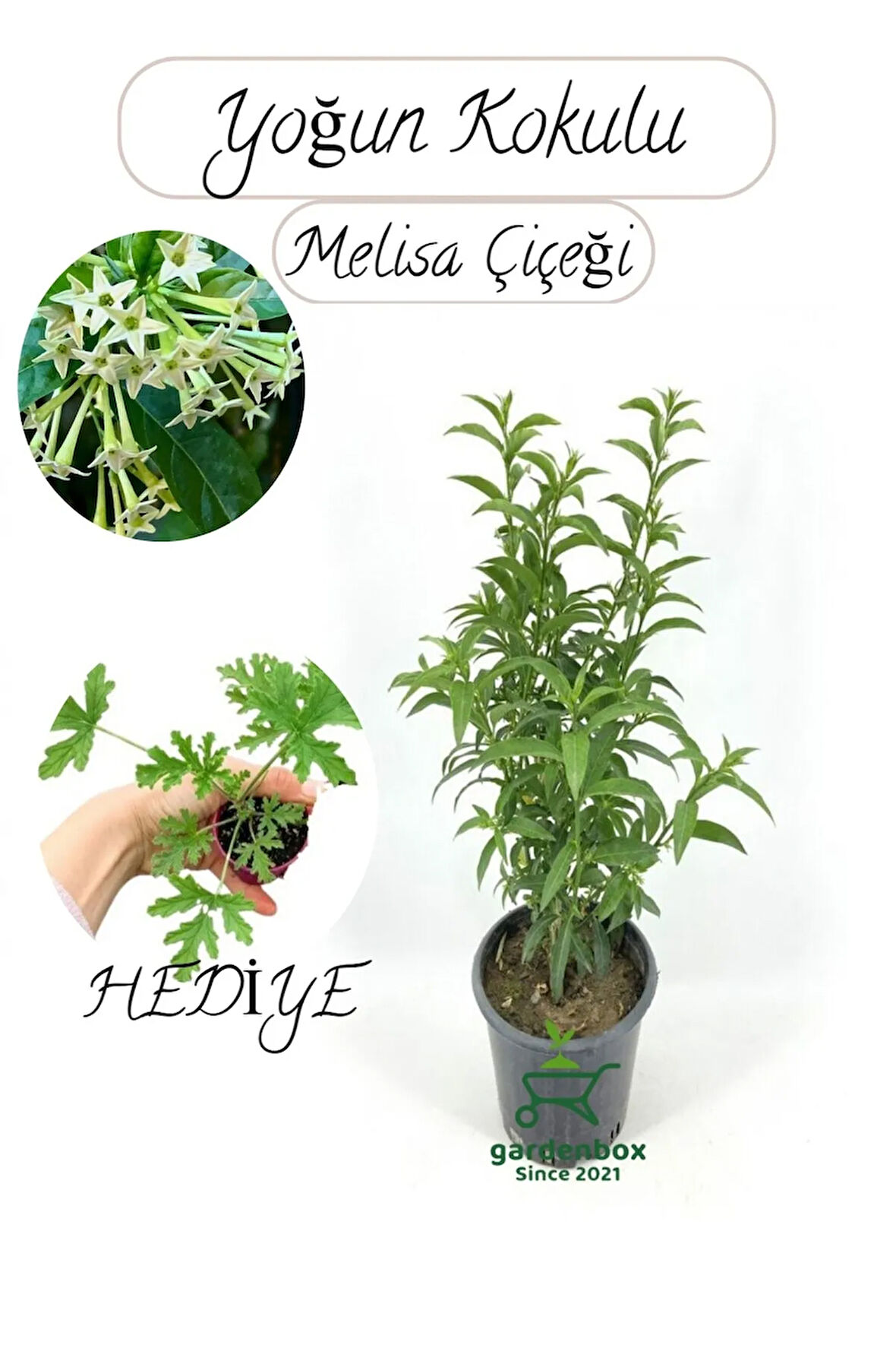 Mis Kokulu Melisa Çiçeği Fidanı 1 Adet 30-50Cm Saksılı+Itır Çiçeği