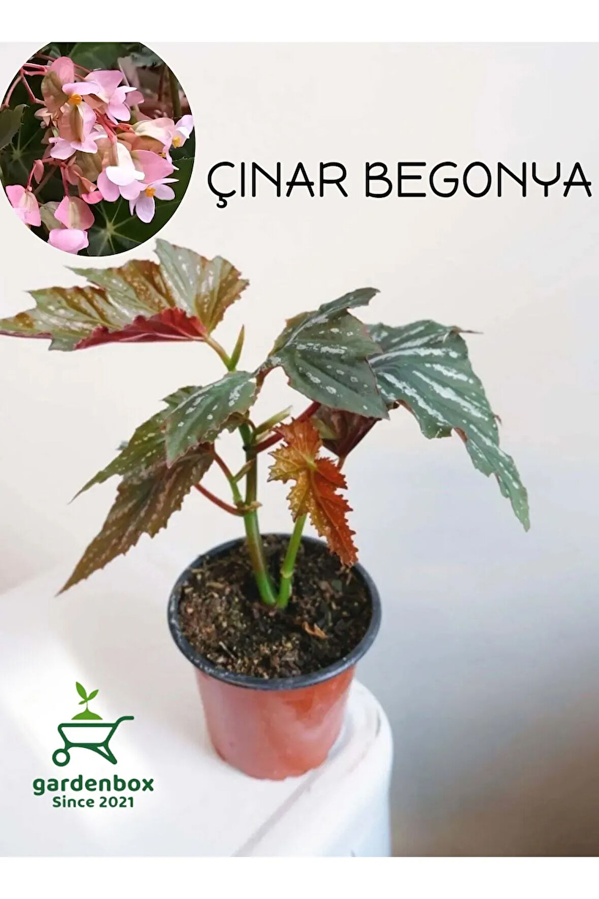 Çınar Yapraklı Çilli Begonya Çiçeği 1 ADET Saksılı 20-40Cm
