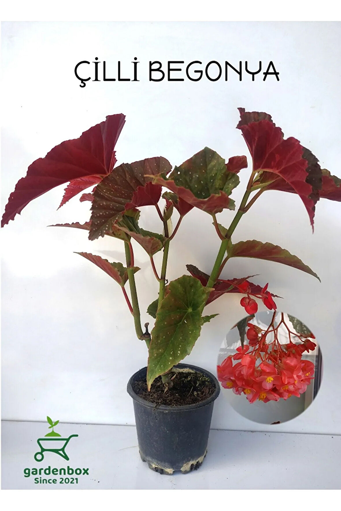 Kırmızı Çiçekli Çilli Begonya Çiçeği 1 ADET Saksılı 30-40Cm
