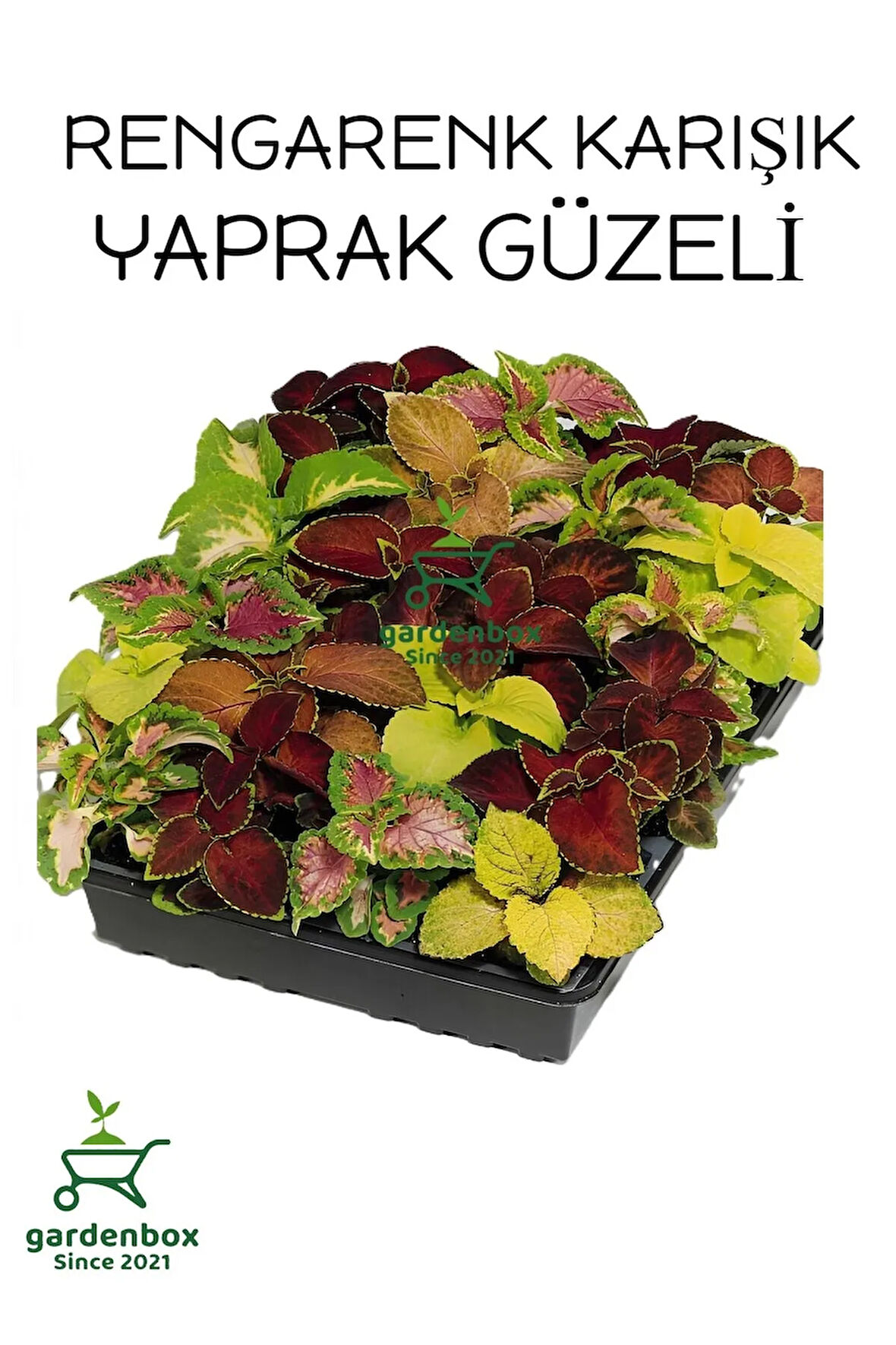 Yaprak Güzeli Çiçeği 4 ADET Saksılı 10-20Cm Kolyos