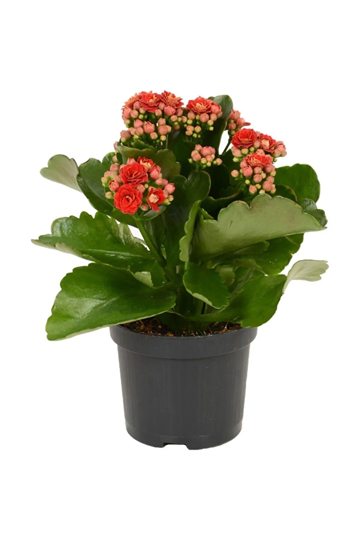 Kırmızı Çiçekli Kalanşo ( Kalanchoe ) Çiçeği Ithal Büyük Boy