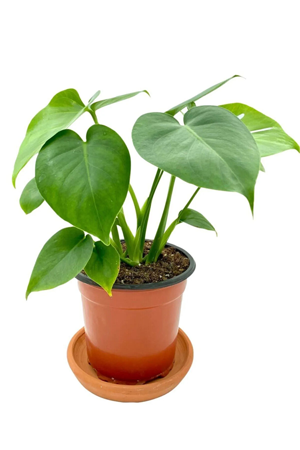 Monstera Deliciosa Deve Tabanı Orta Boy 45-50cm