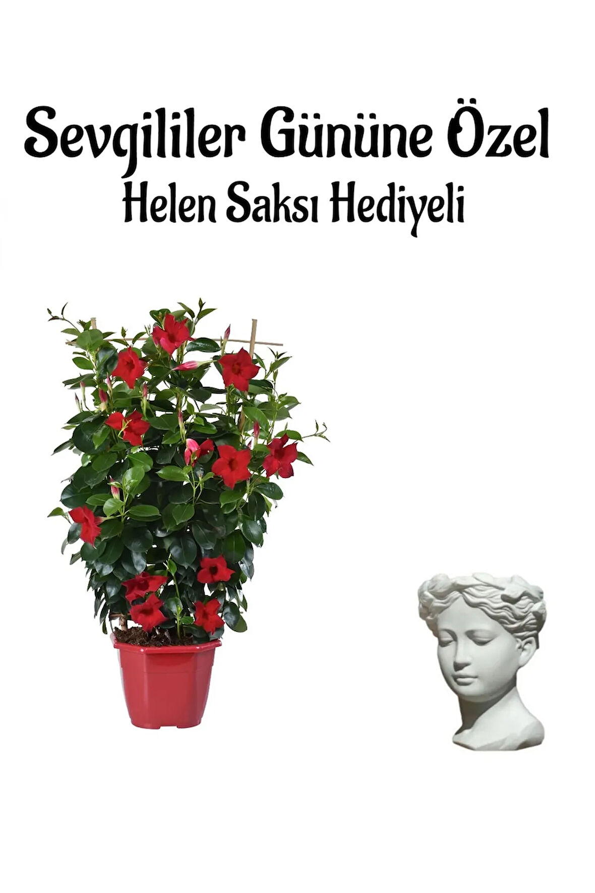 Öğretmenler Gününe Özel Kokulu Kırmızı Renk Sarmaşık Mandevilla Helen Saksı Hediyeli