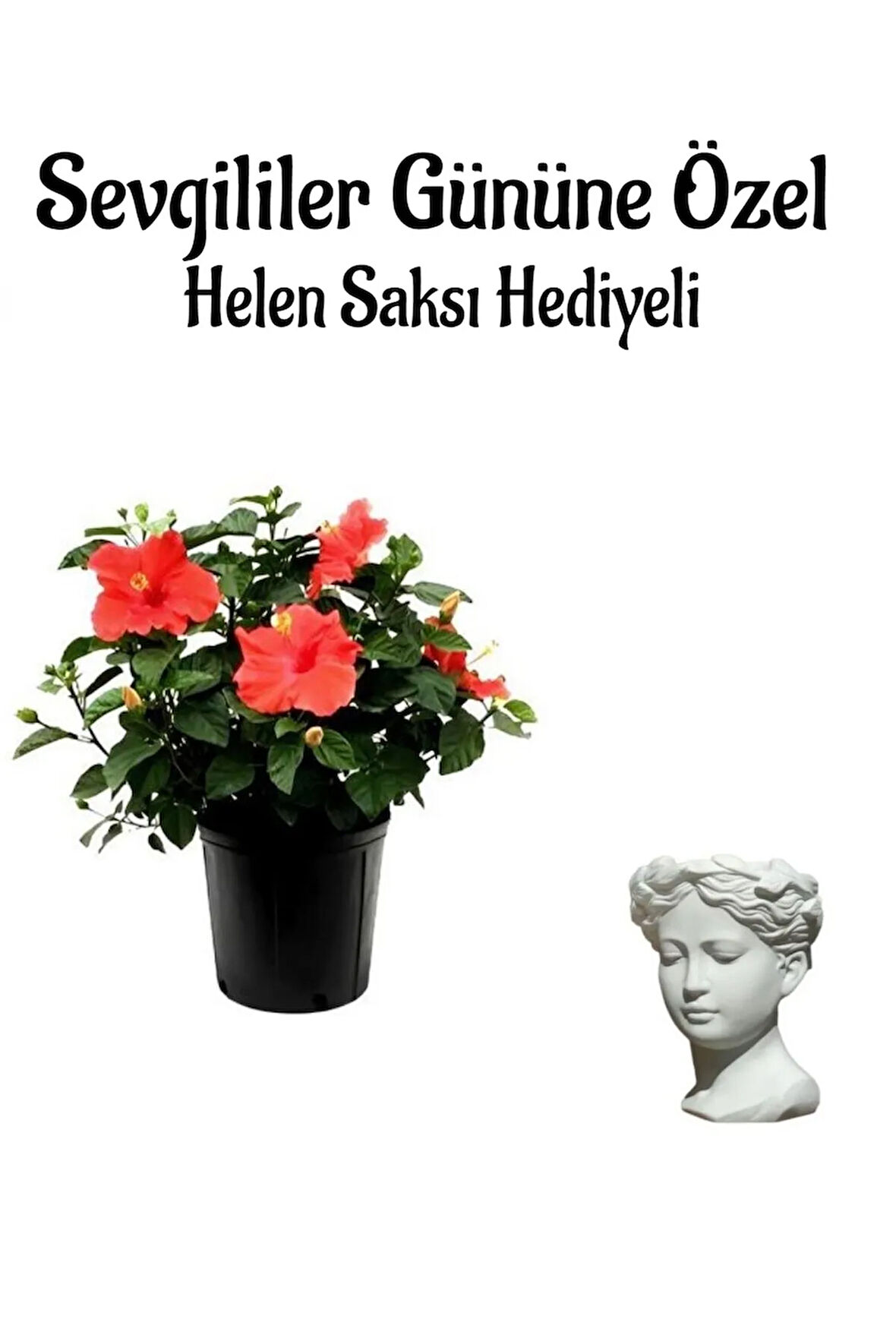 Öğretmenler Gününe Özel Hediyelik Kırmızı Japon Gülü Çiçeği Helen Saksı Hediyeli