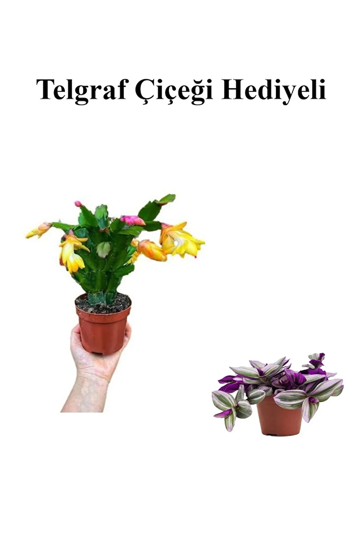 Sevgililer Gününe Özel Sarı Renk Yılbaşı Çiçeği-Kaktüsü TELGRAF HEDİYELİ