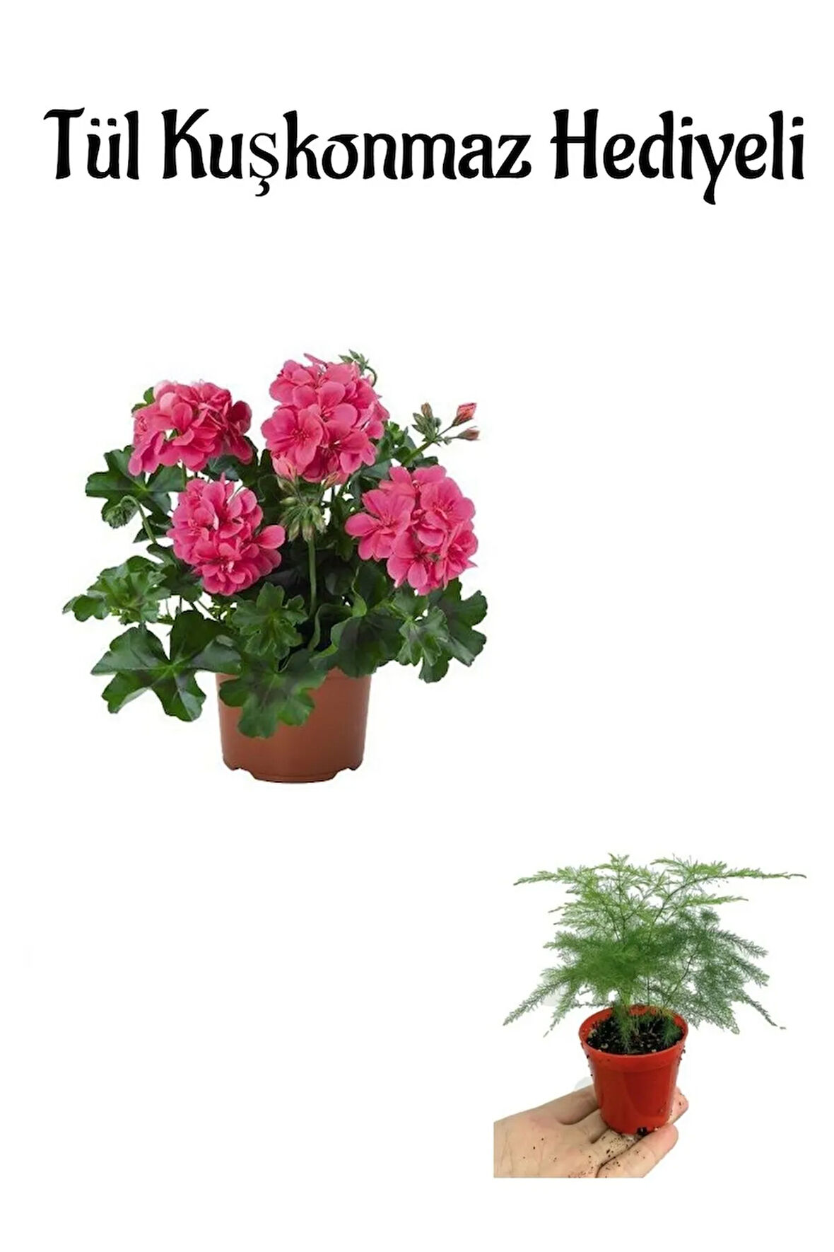 Hediyelik Pembe Sakız Sardunya Fidanı Sevgililer Gününe Özel Tül Kuşkonmaz