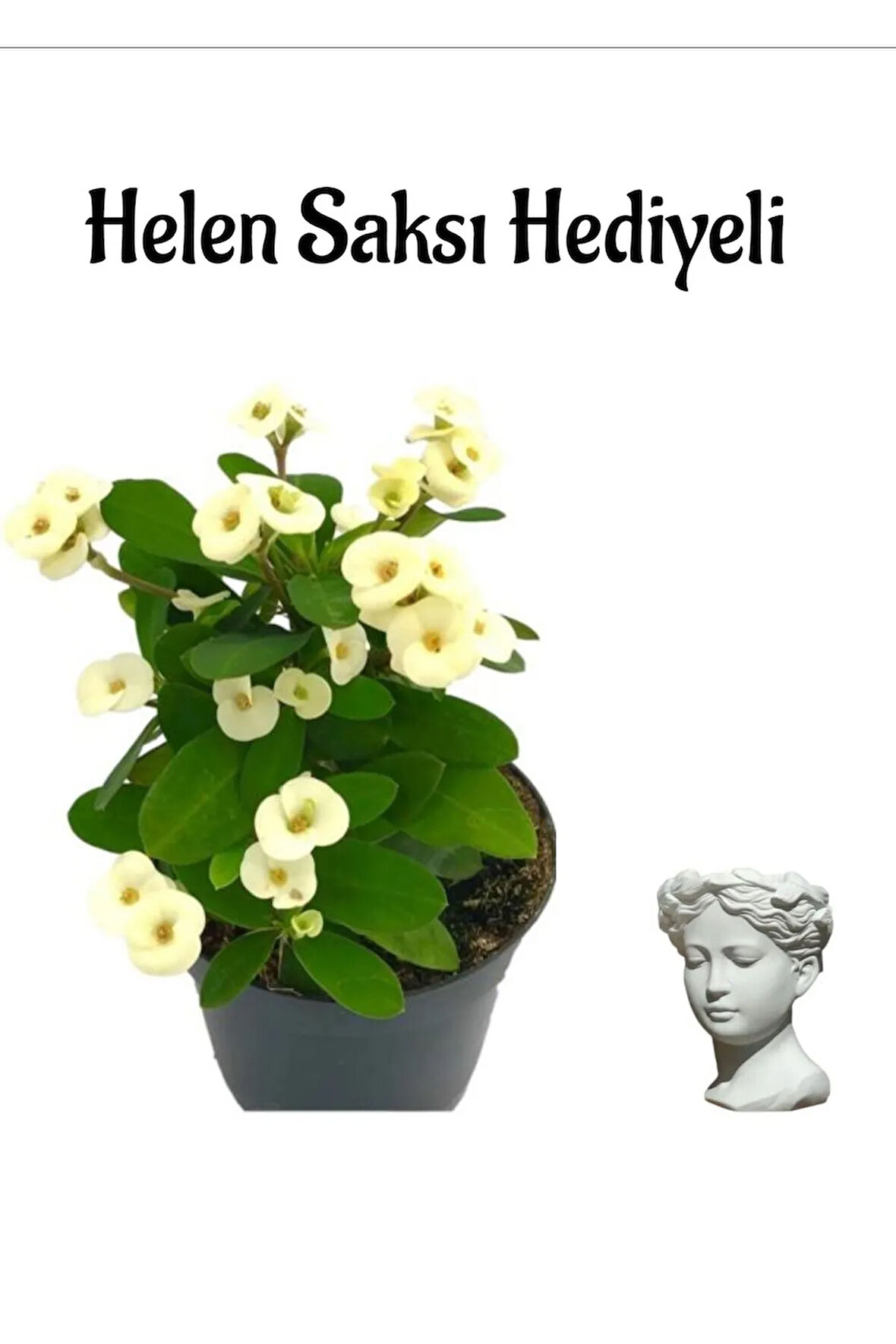 Öğretmenler Gününe Özel Beyaz Renk Milii Dikenler Tacı Çiçeği Helen Saksı Hediyeli