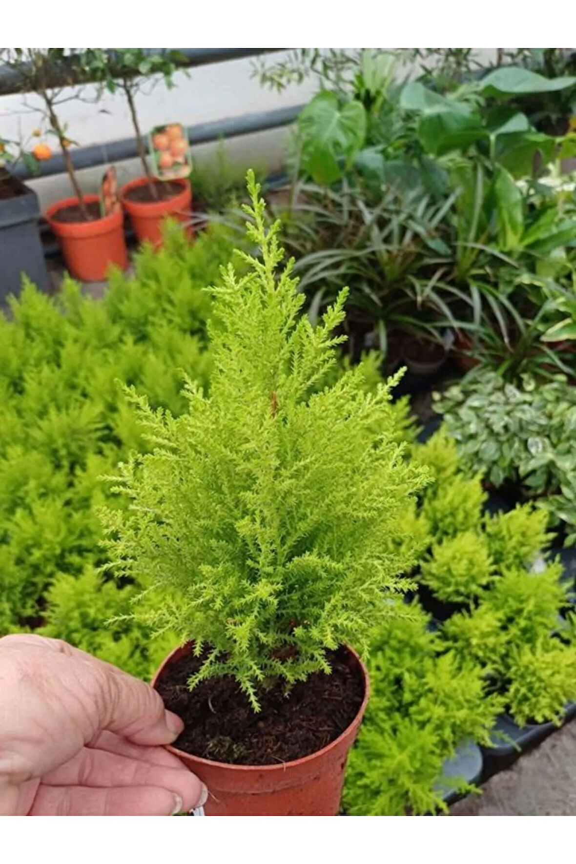 Kokulu Limoni Servi Fidanı Sarı Renk 10 ADET Tüplü Çit Ağacı Fidanı