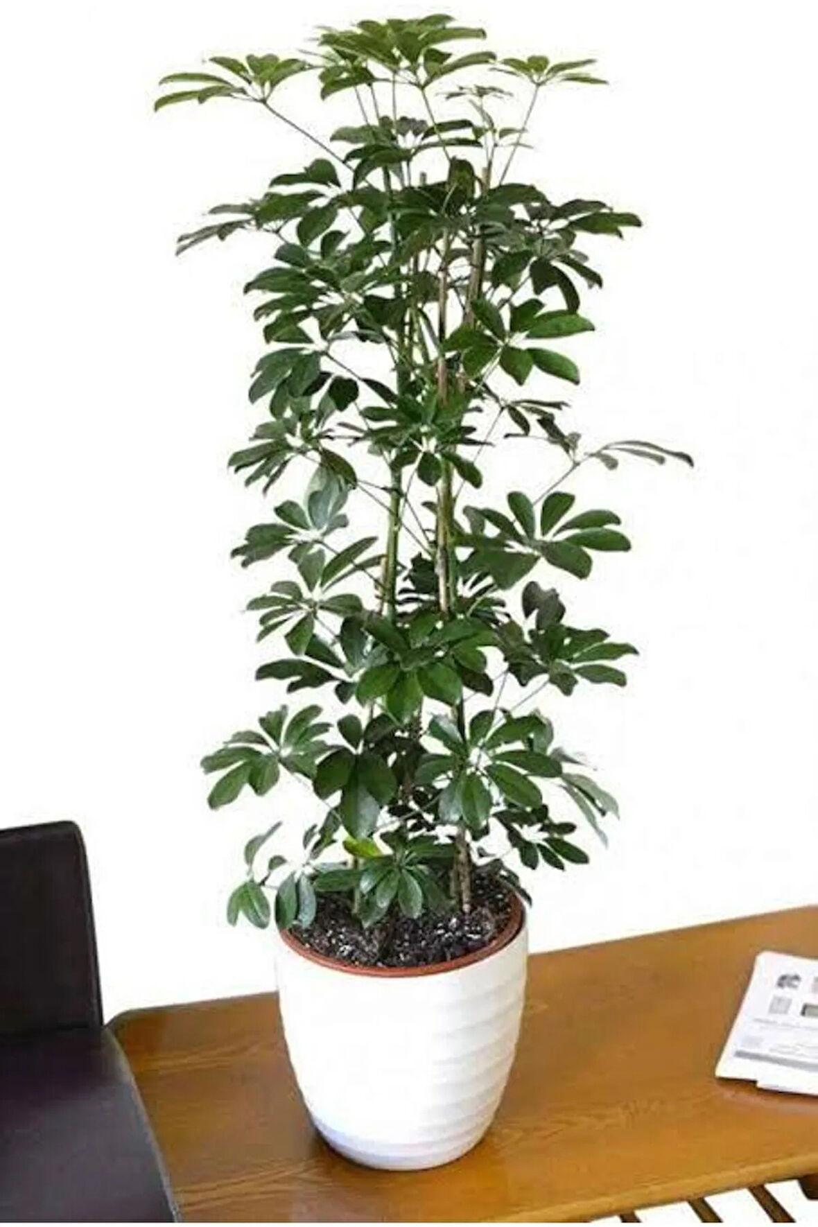 Şeflera Saksı Çiçeği (160 Cm)