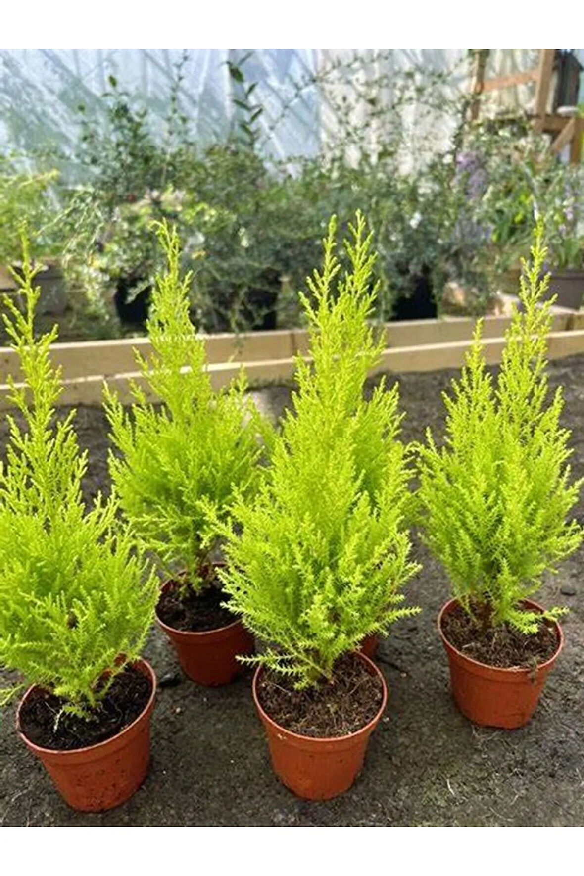 Limon Çamı Fidanı 40 ADET Tüplü Mini Boy 15-25cm Bahçe Çit Bitkisi