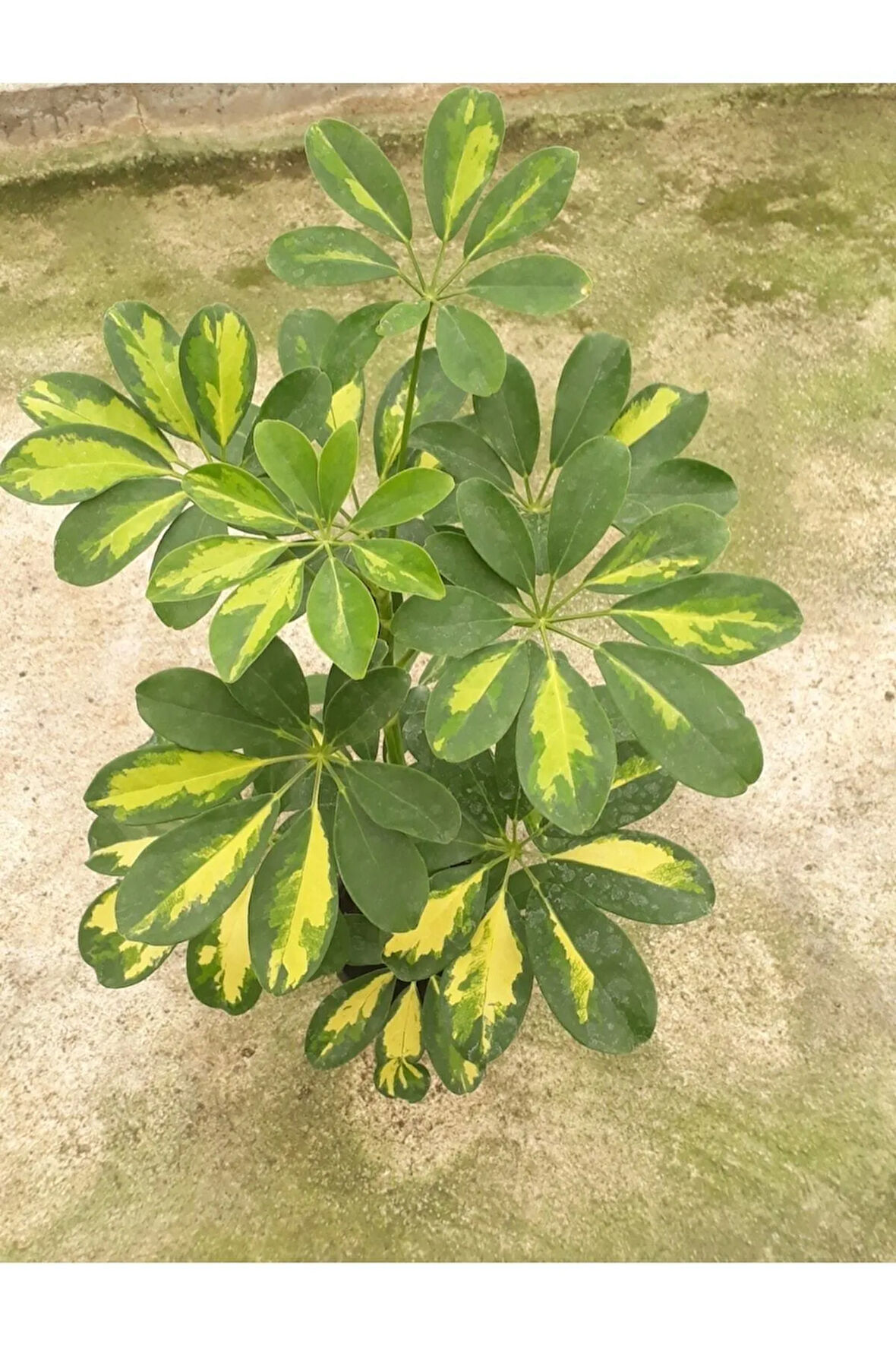 Videolu Çok Yapraklı Tek Dal Alacalı Şeflera Çiçeği 40-60 Cm Saksılı Iç Mekan Bitkileri (SCHEFFLERA)