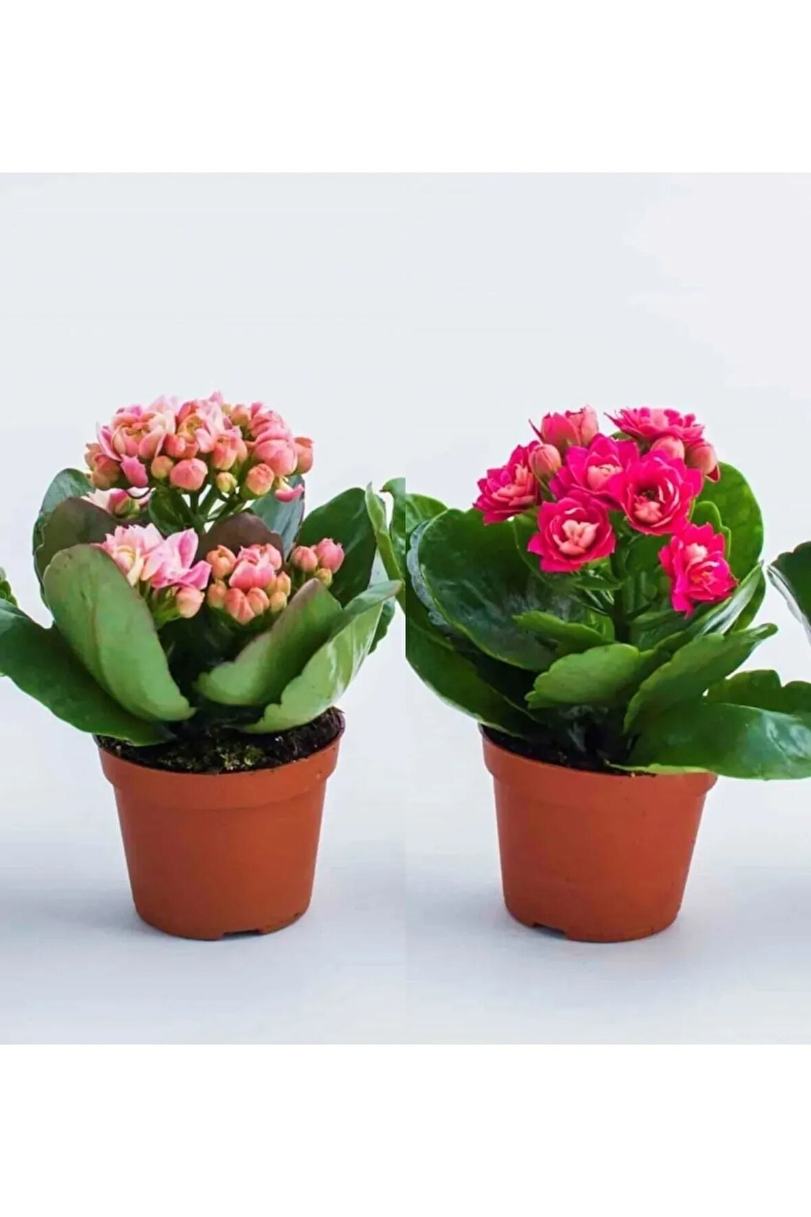 Kalanchoe Çiçeği Kalanşo 2li Set Mini Saksılı
