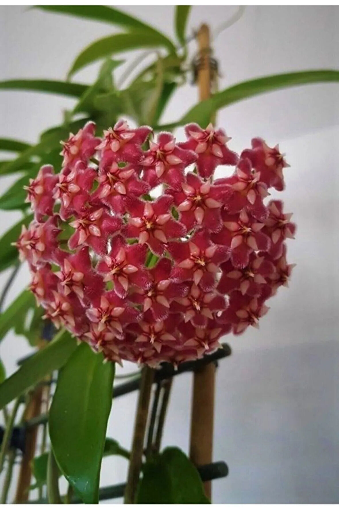 Mum Çiçeği Kırmızı 20-25 cm Ev Salon Bitkisi Hoya Carnosa Iç Mekan Bitkisi