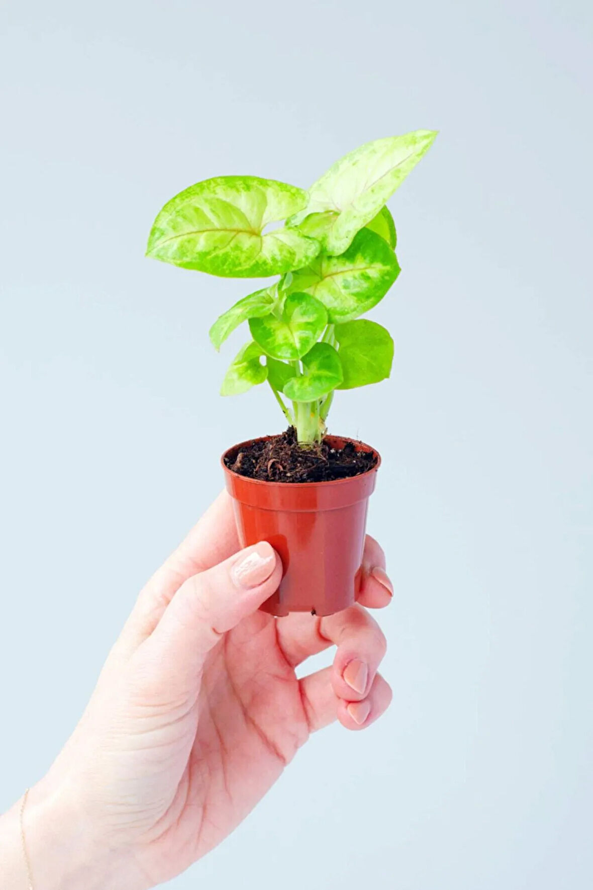 Syngonium Mango Allusion - Melek Kanadı Çiçeği Mini - Ev Ofis Salon Iç Mekan Bitkisi
