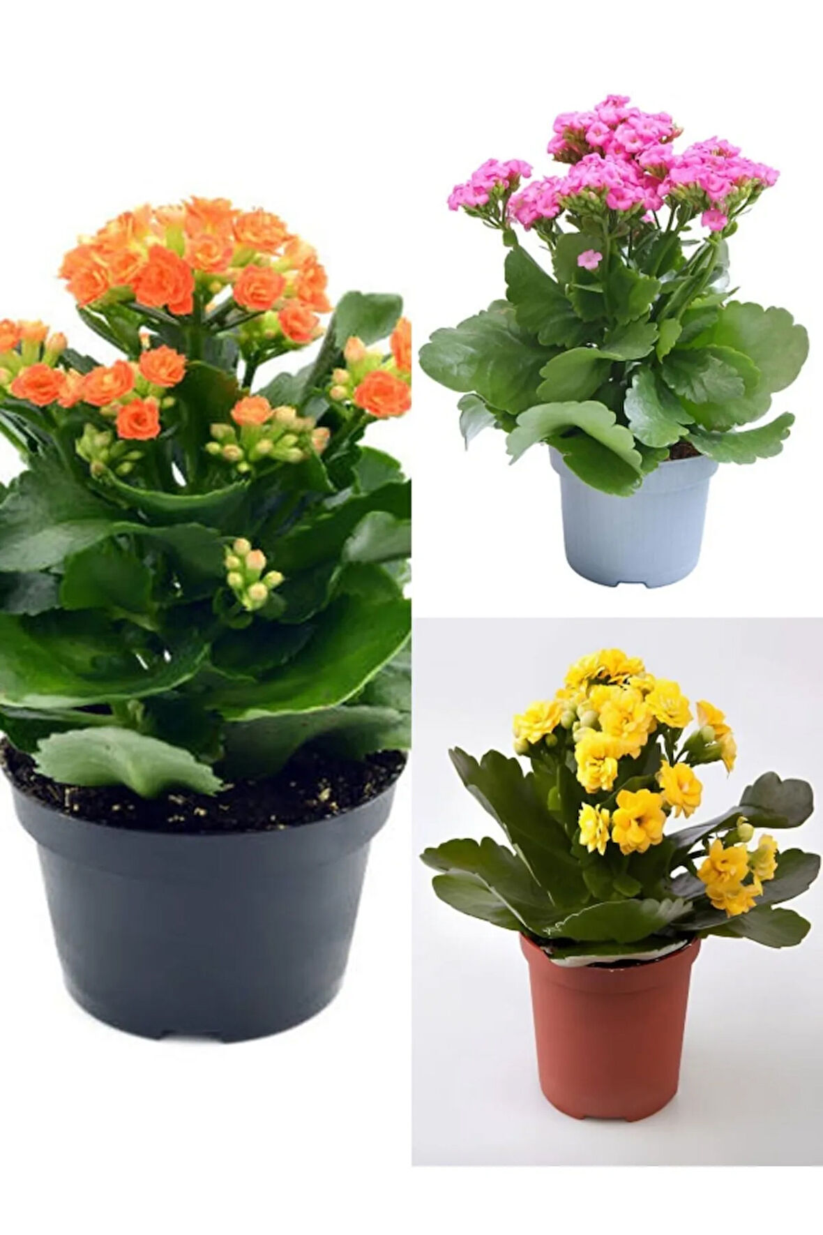 Videolu Kalanchoe Çiçeği Emel Hanım Karışık Renkli 3 Adet Saksılı Sarı Pembe Turuncu (KALANCHOE)