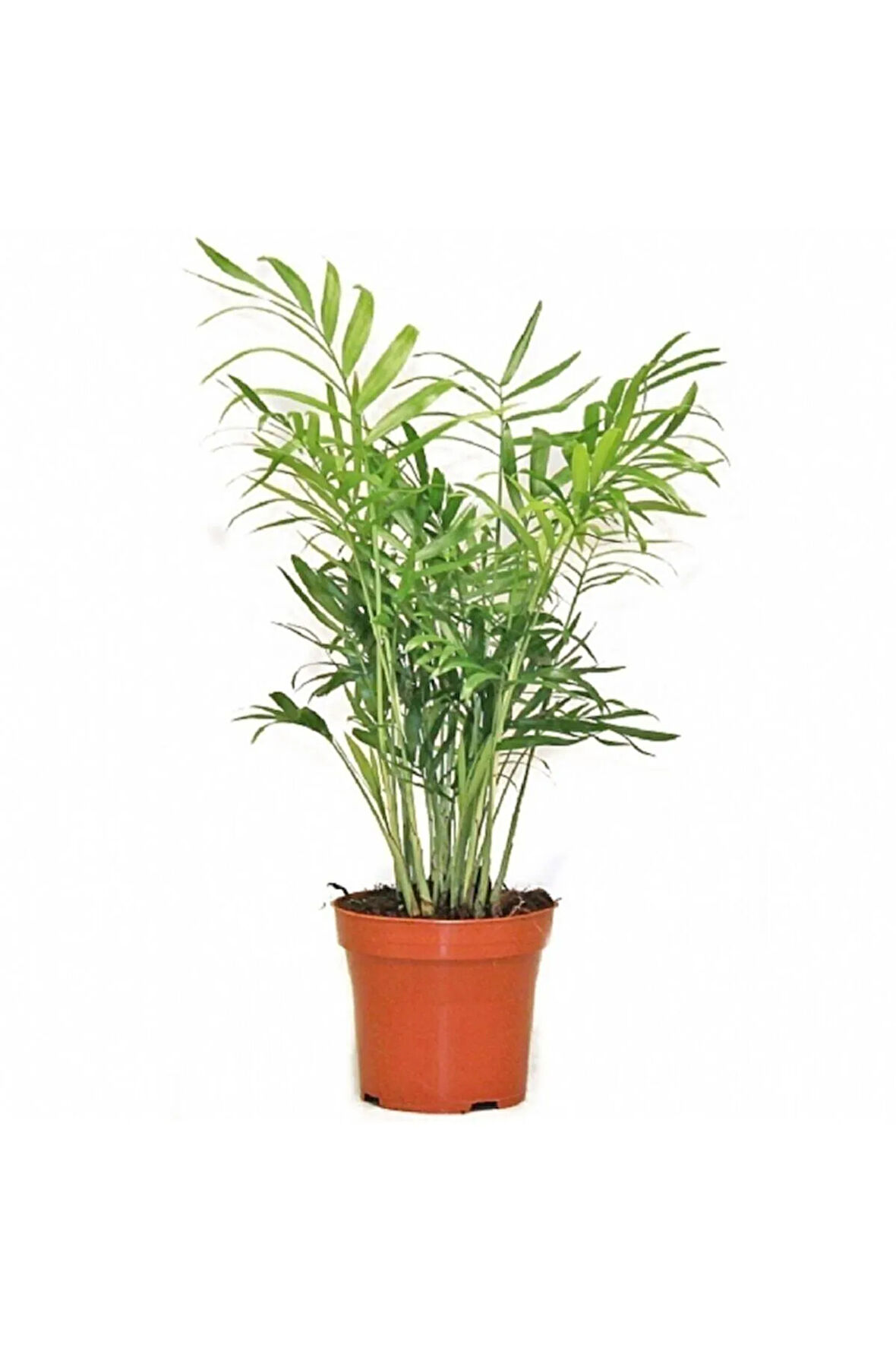 Videolu Areka Dağ Palmiyesi 1 Adet Saksılı 20-40cm Iç/ Dış Mekan Bitkisi (CHAMAEDOREA ELEGANS)