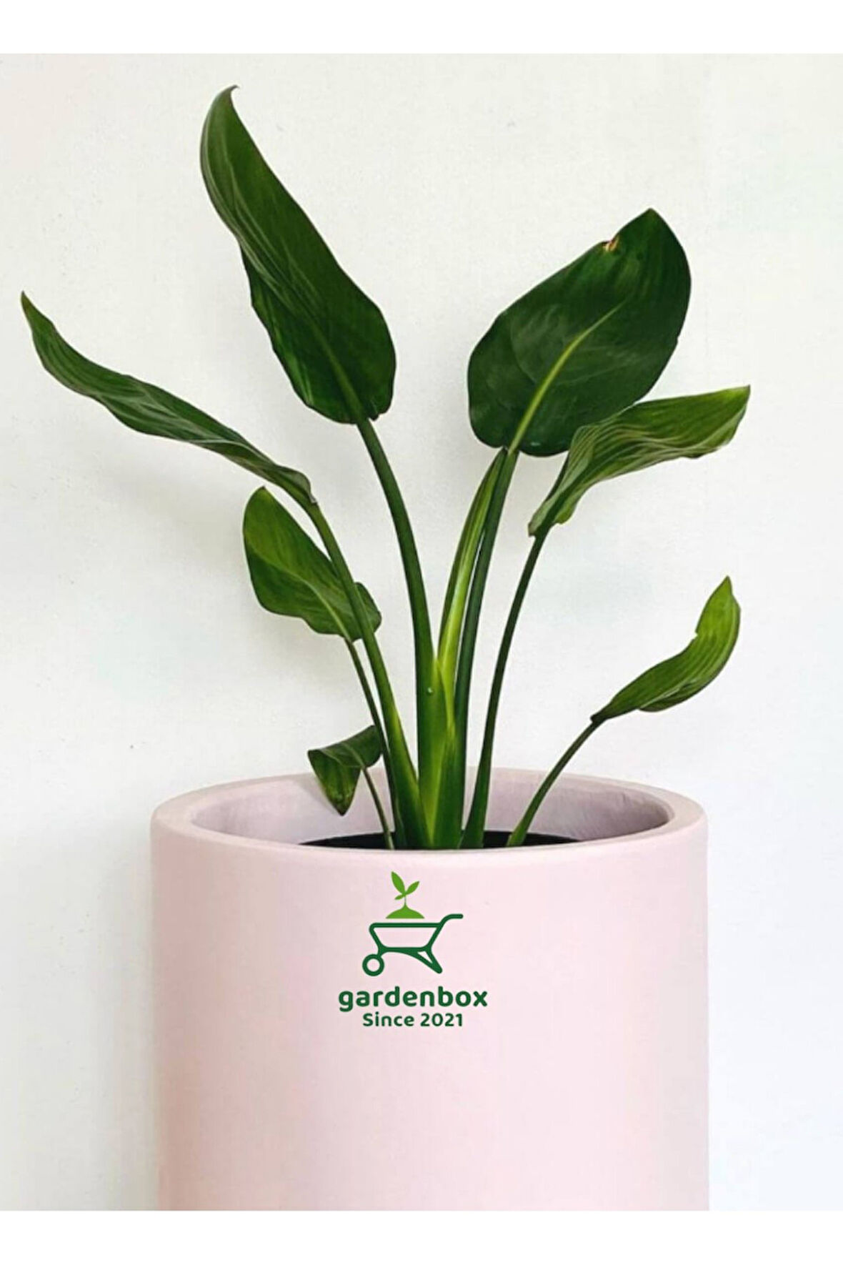 Orta Boy Saksılı Starliçe Cennet Çiçeği 1 ADET Saksılı 15-30cm (Strelitzia)