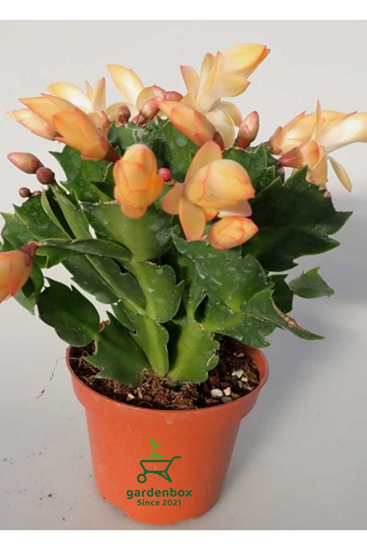 Sarı enk Yılbaşı Çiçeği 1 ADET Saksılı 10-15cm Schlumbergera Truncata