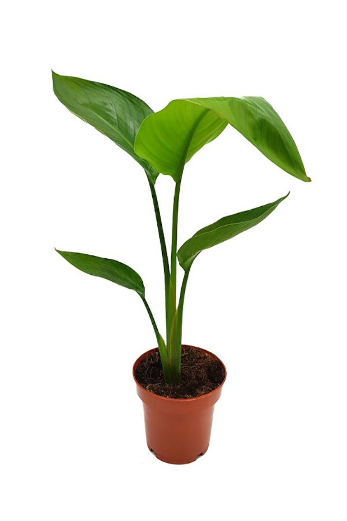 Starliçe Beyaz Cennet Kuşu /yavru Sağlıklı 30-40cm Saksılı Salon Çiçeği