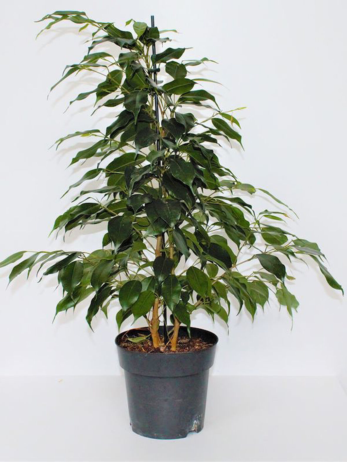 Canlı Formlu Yeşil Benjamin Çiçeği 30-60cm 1 ADET Saksılı Green Ficus