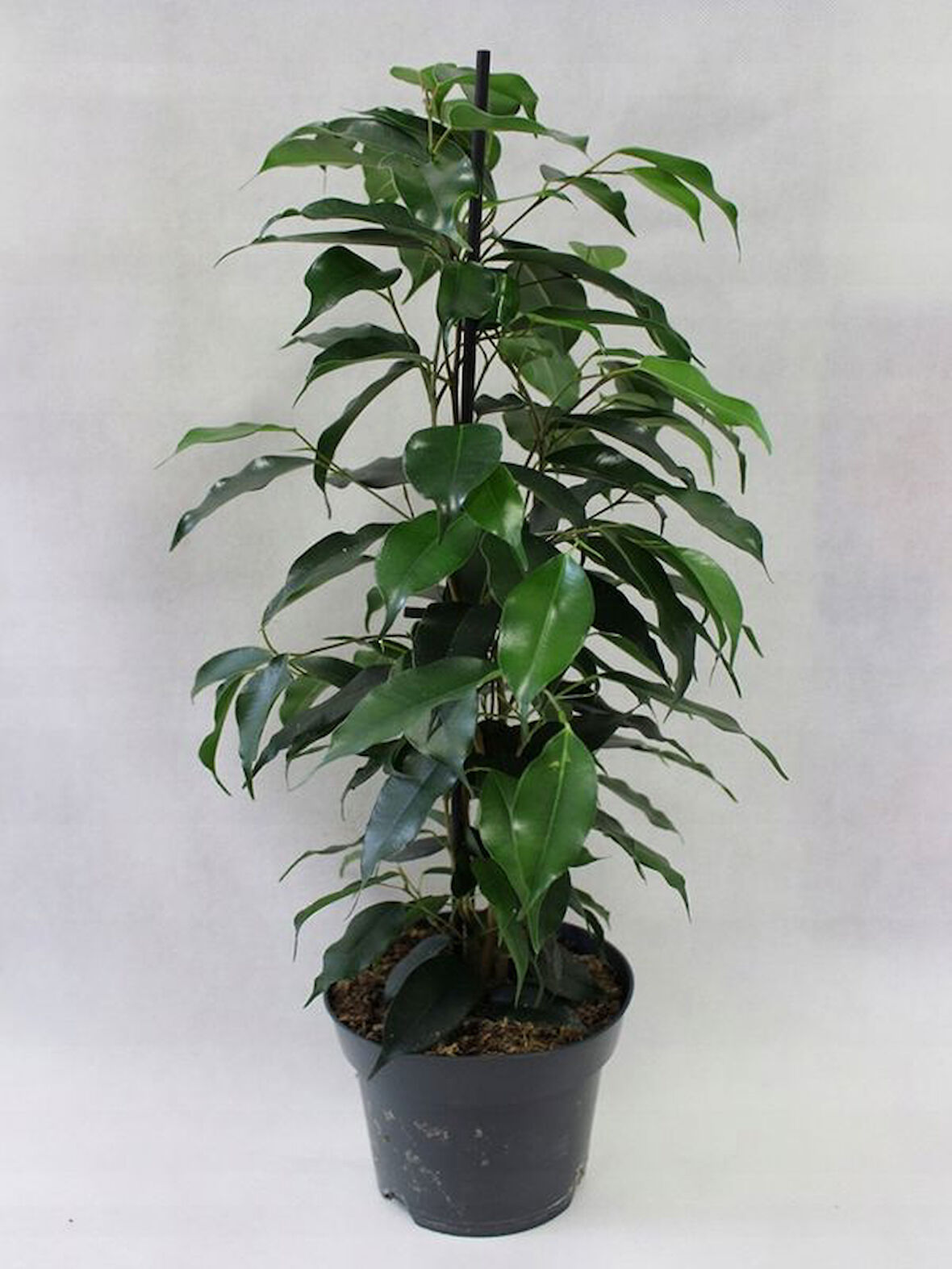 Canlı Benjamin Çiçeği 1 ADET Saksılı 30-60cm Ficus Benjamina