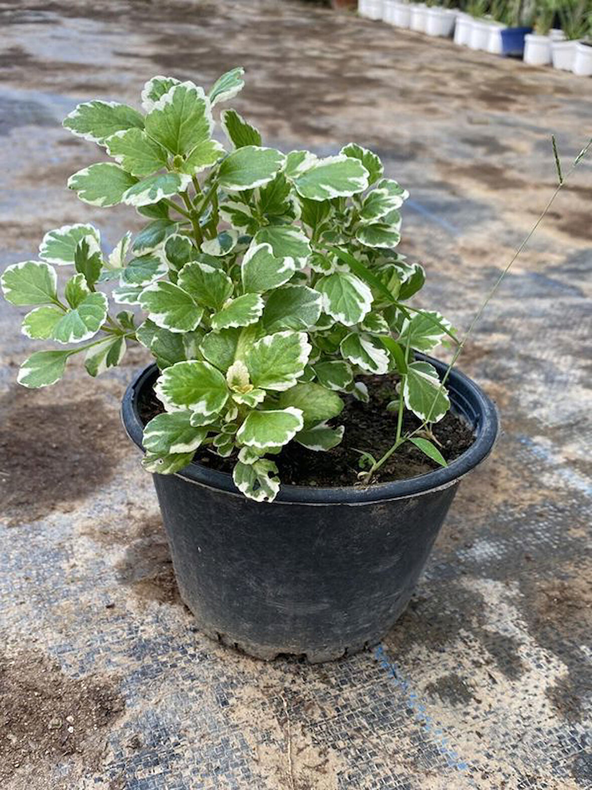 Kokulu Ve Sarkıcı Yeşil Benjamin Çiçeği 1 ADET Saksılı 10-20CM