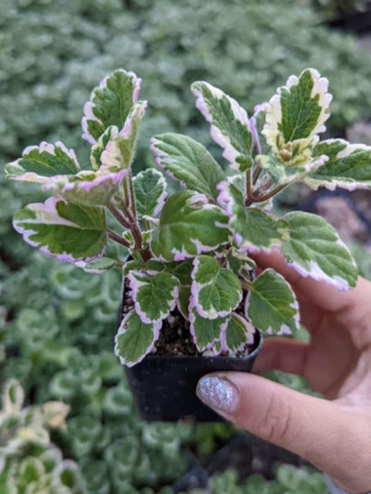 Mini Özel Tür Kokulu Benjamin Çiçeği Fidanı Saksılı 1 ADET 10-20CM