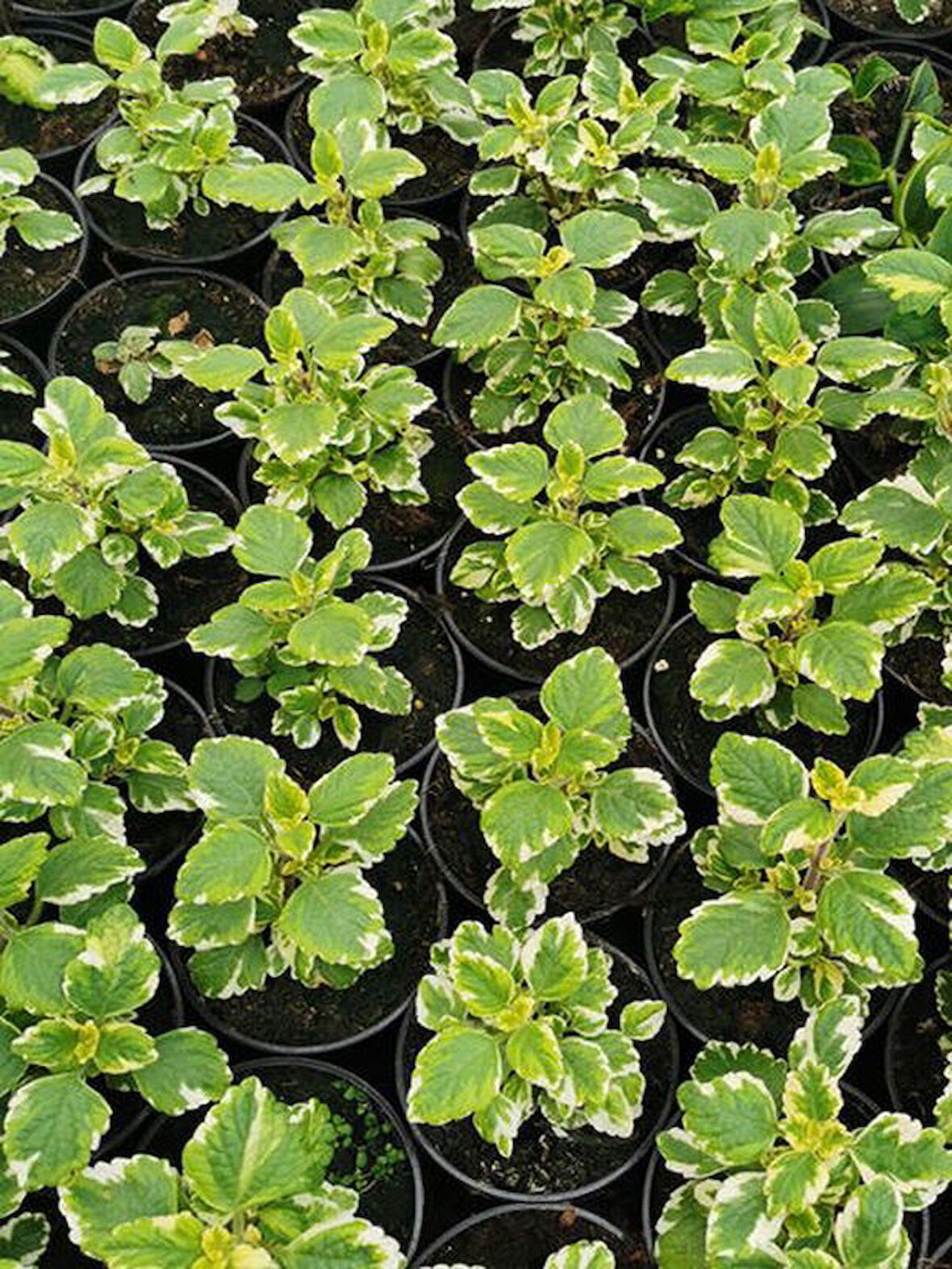 Aromatik Kokulu Benjamin Çiçeği 1 Adet Saksılı (Plectranthus Forsteri) 10-20CM